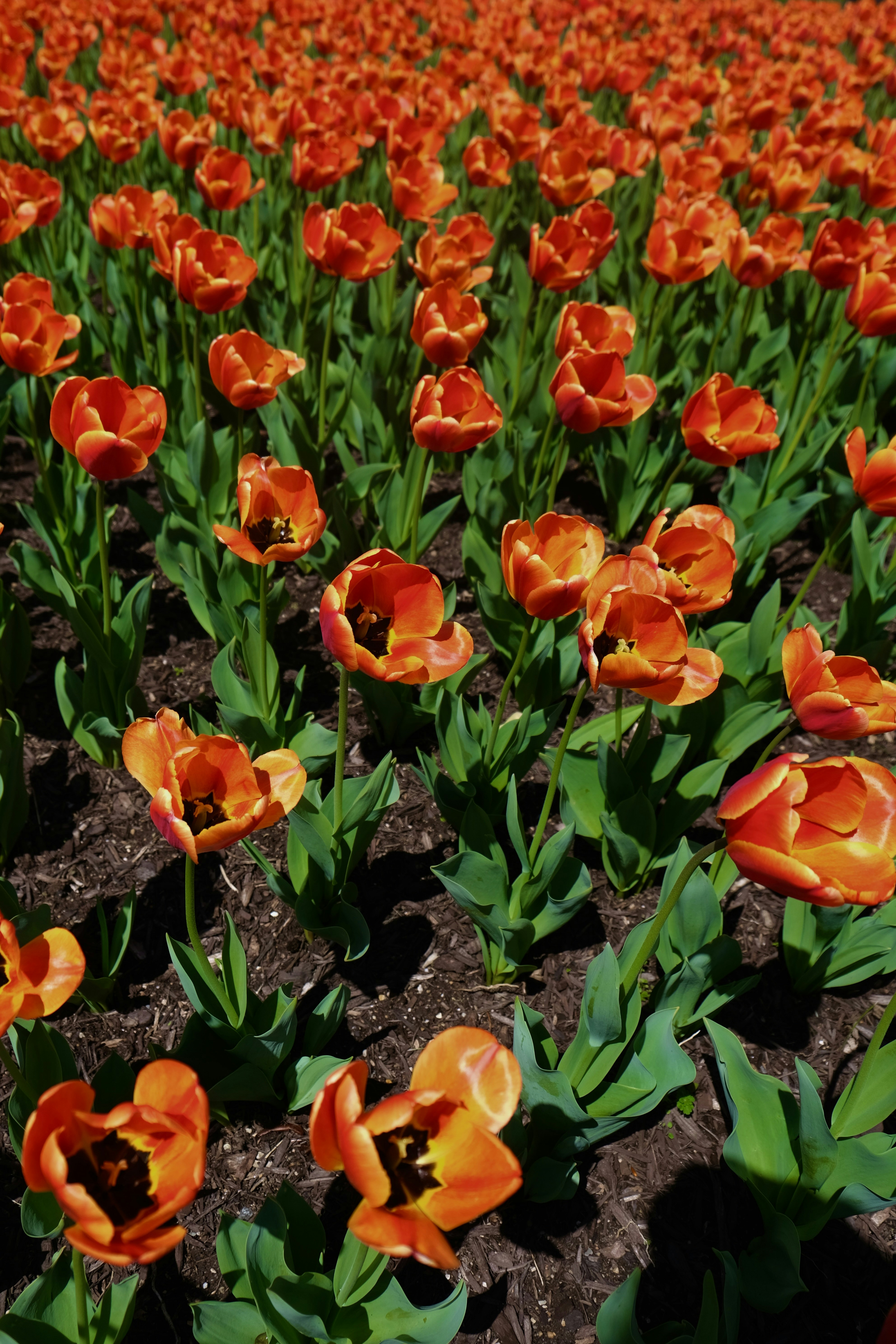 Photo by sebastianoliveira