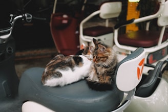 Two cats cuddle together on a scooter seat.