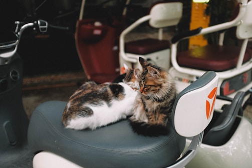 Two cats cuddle together on a scooter seat.