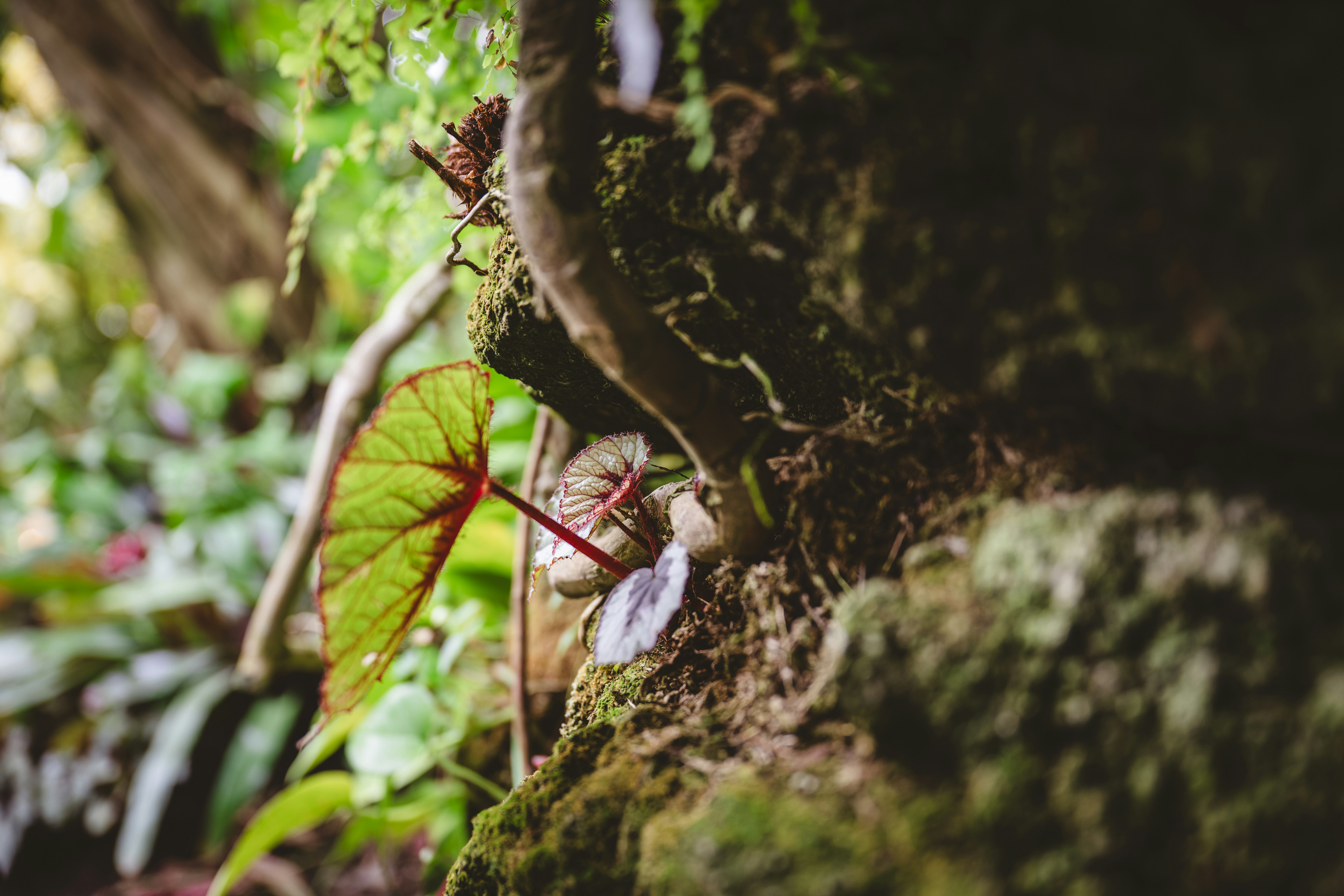 A plant with leaves emerges from wood.