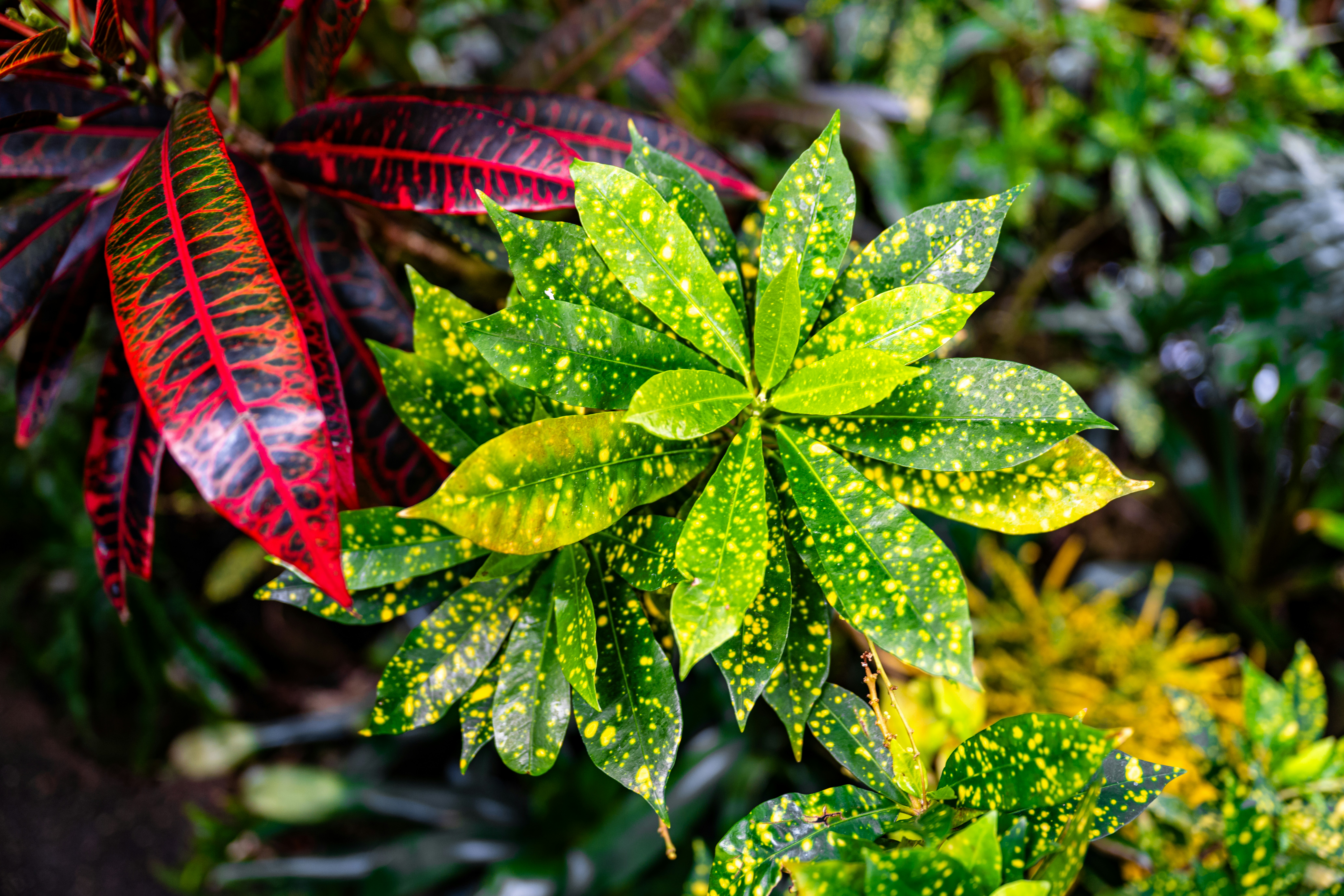 Photo by ryangrewell