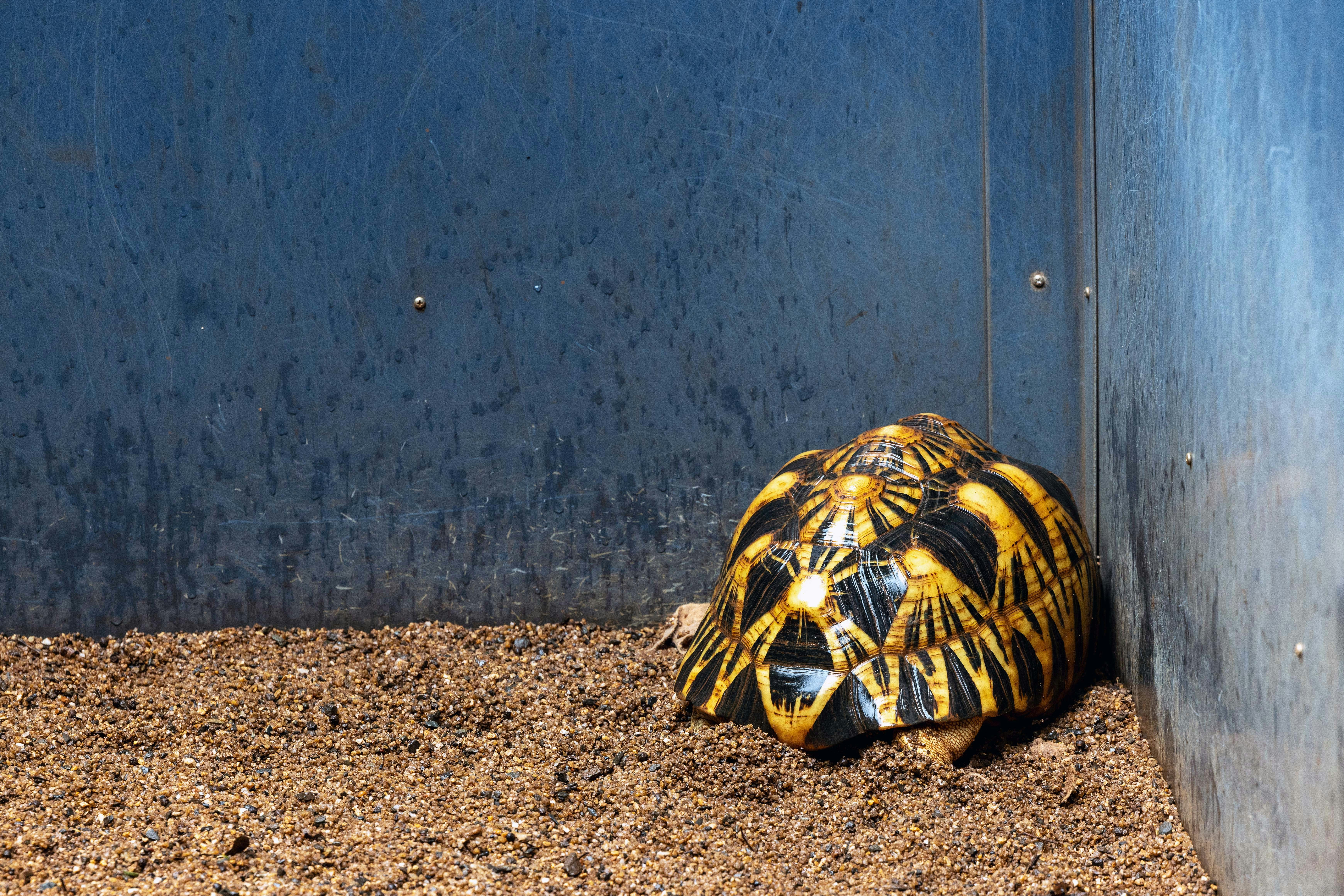 Eastern Box Turtle Lifespan: How Long Can They Live in Captivity?