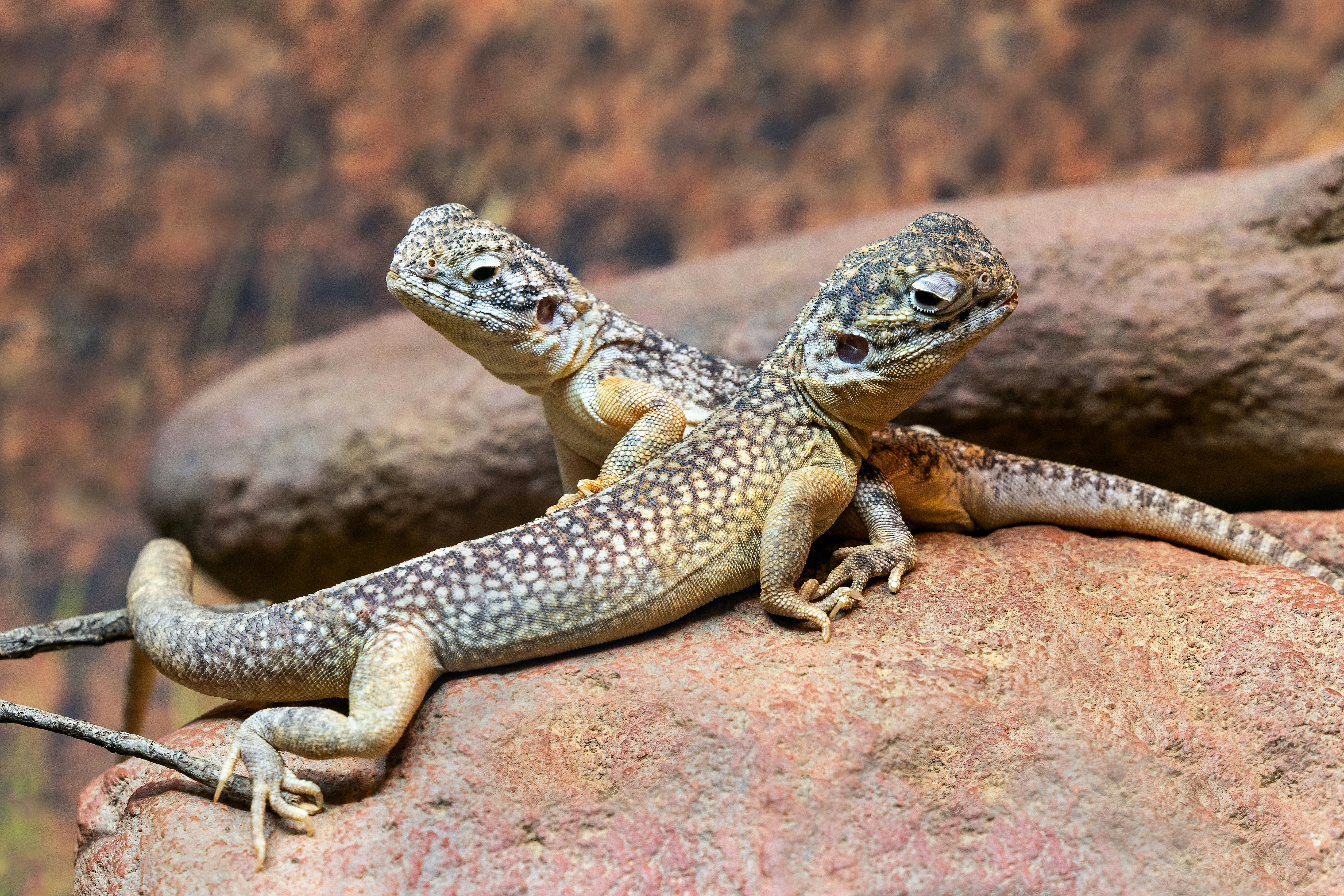 Two lizards appear to be connected.