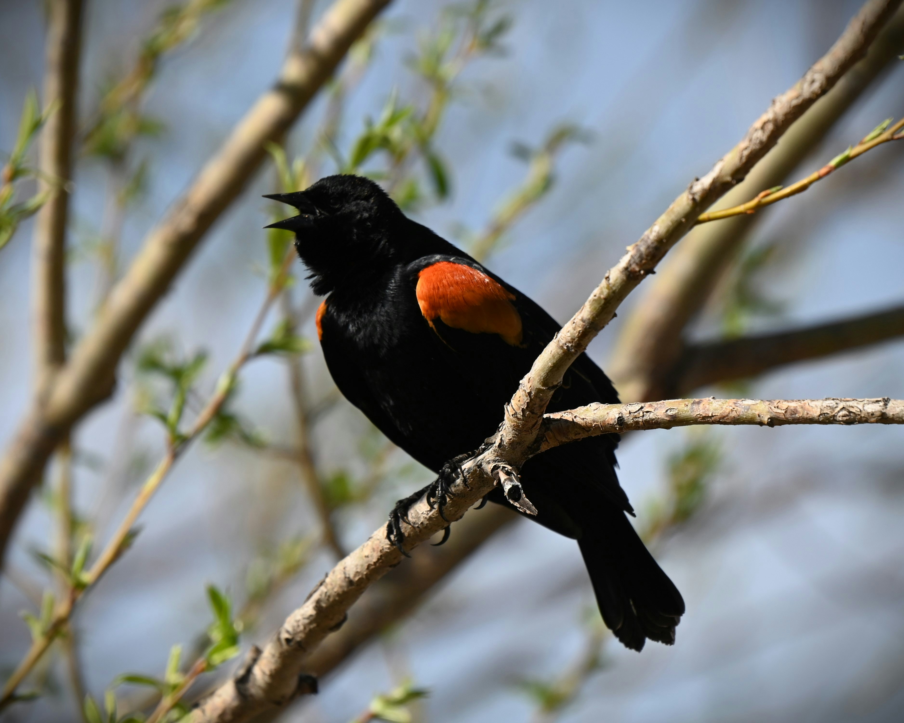 鳥と木の枝 昼間の茶色の木の枝に黒とオレンジの鳥の写真 – Unsplashの鳥の