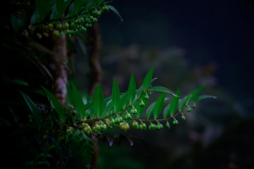 Anggrek Hutan Kalimantan
