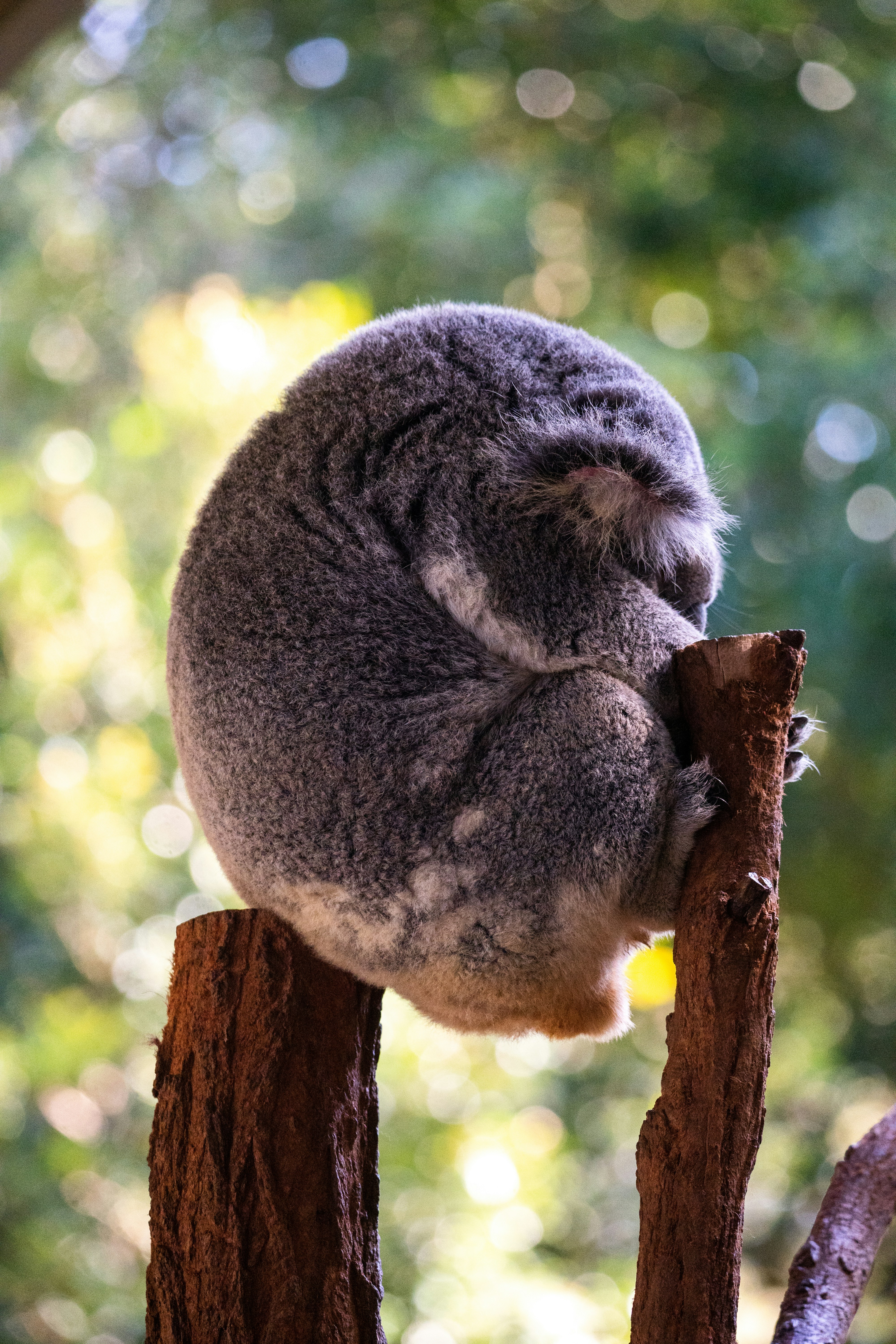 Un koala duerme acurrucado en la rama de un árbol.