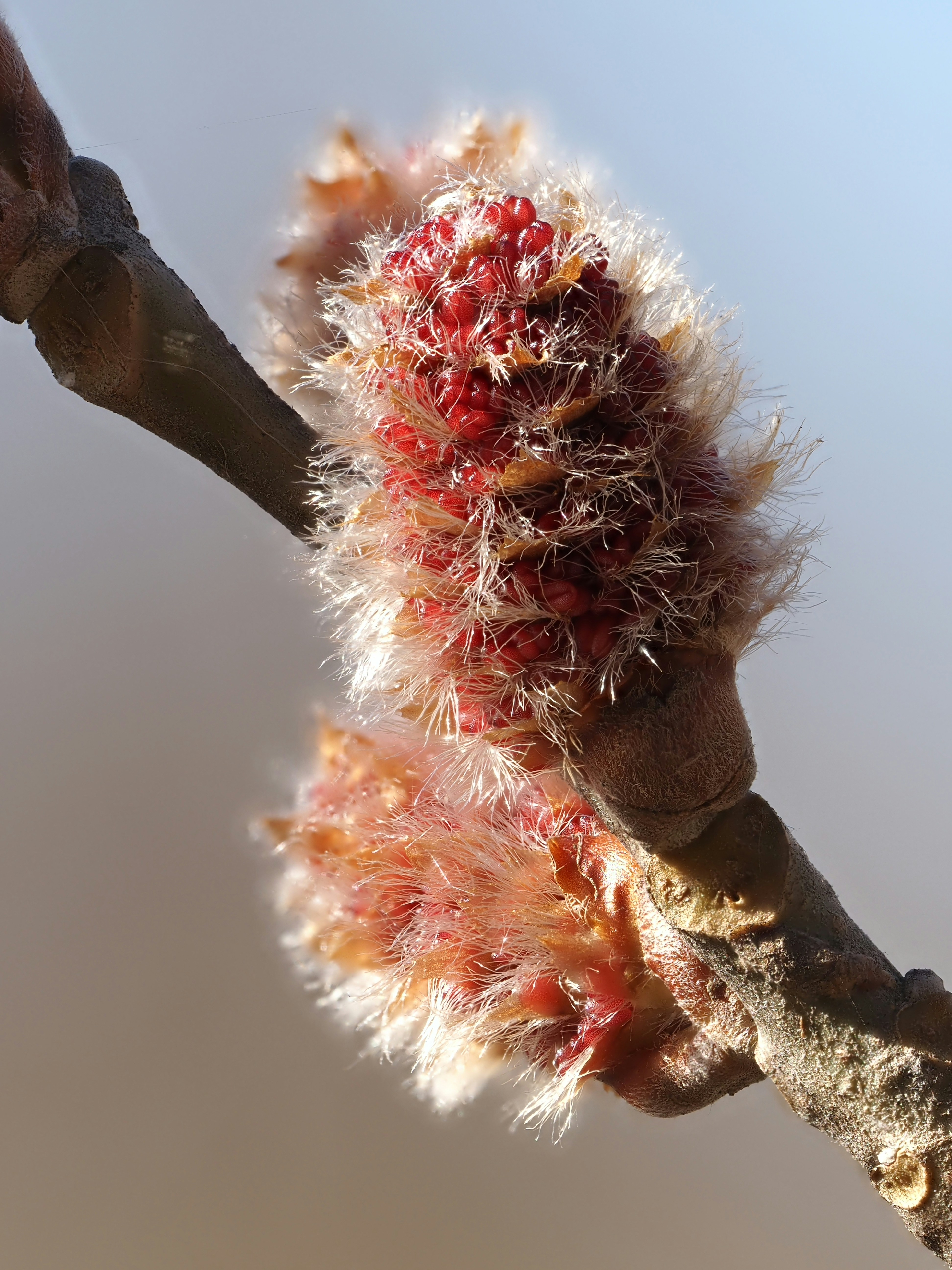 Poplar Tree Pictures | Download Free Images on Unsplash
