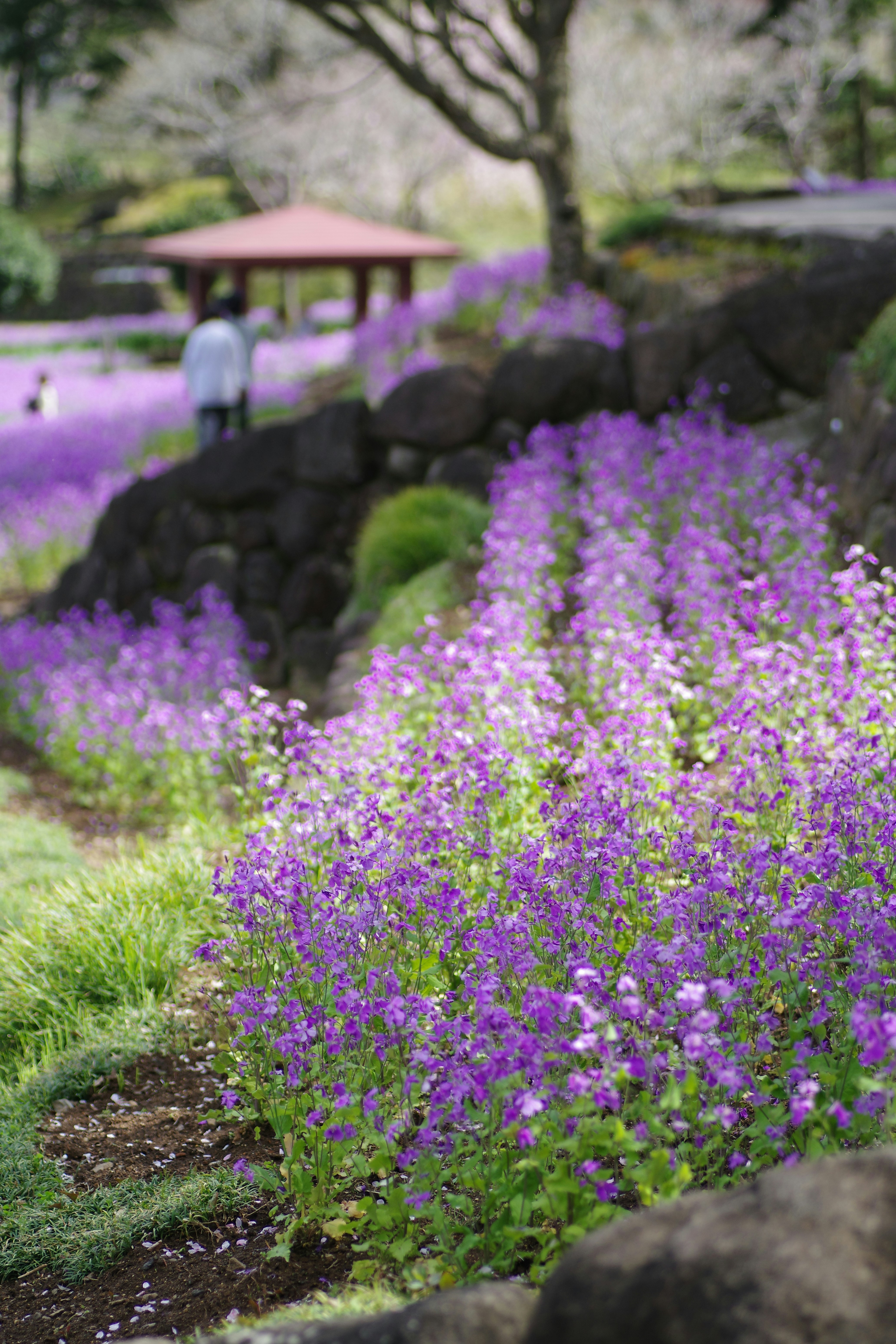 Purple flowers bloom in a beautiful garden. photo – Free Flower Image ...