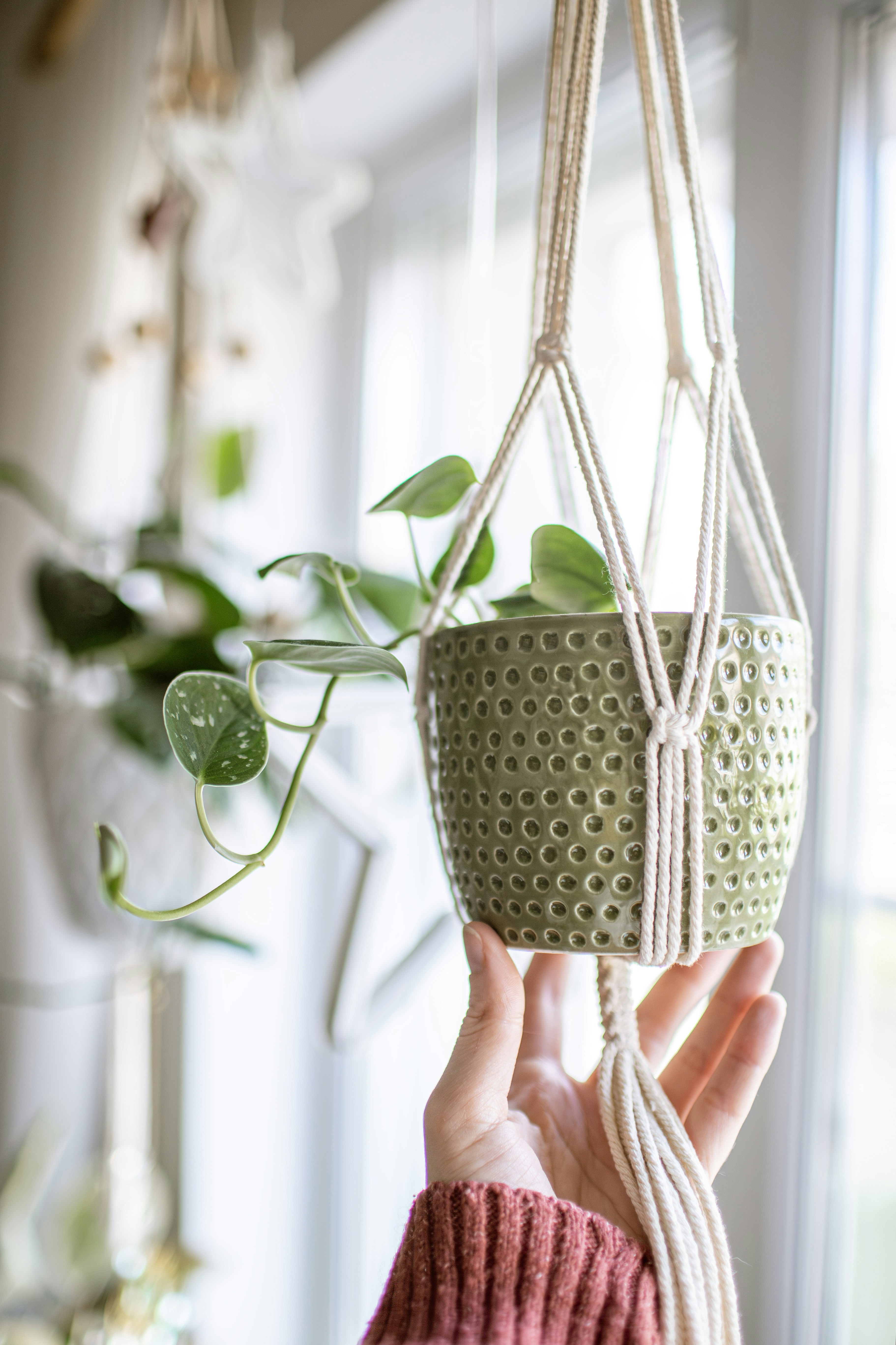 A plant is suspended in a decorative macrame holder.