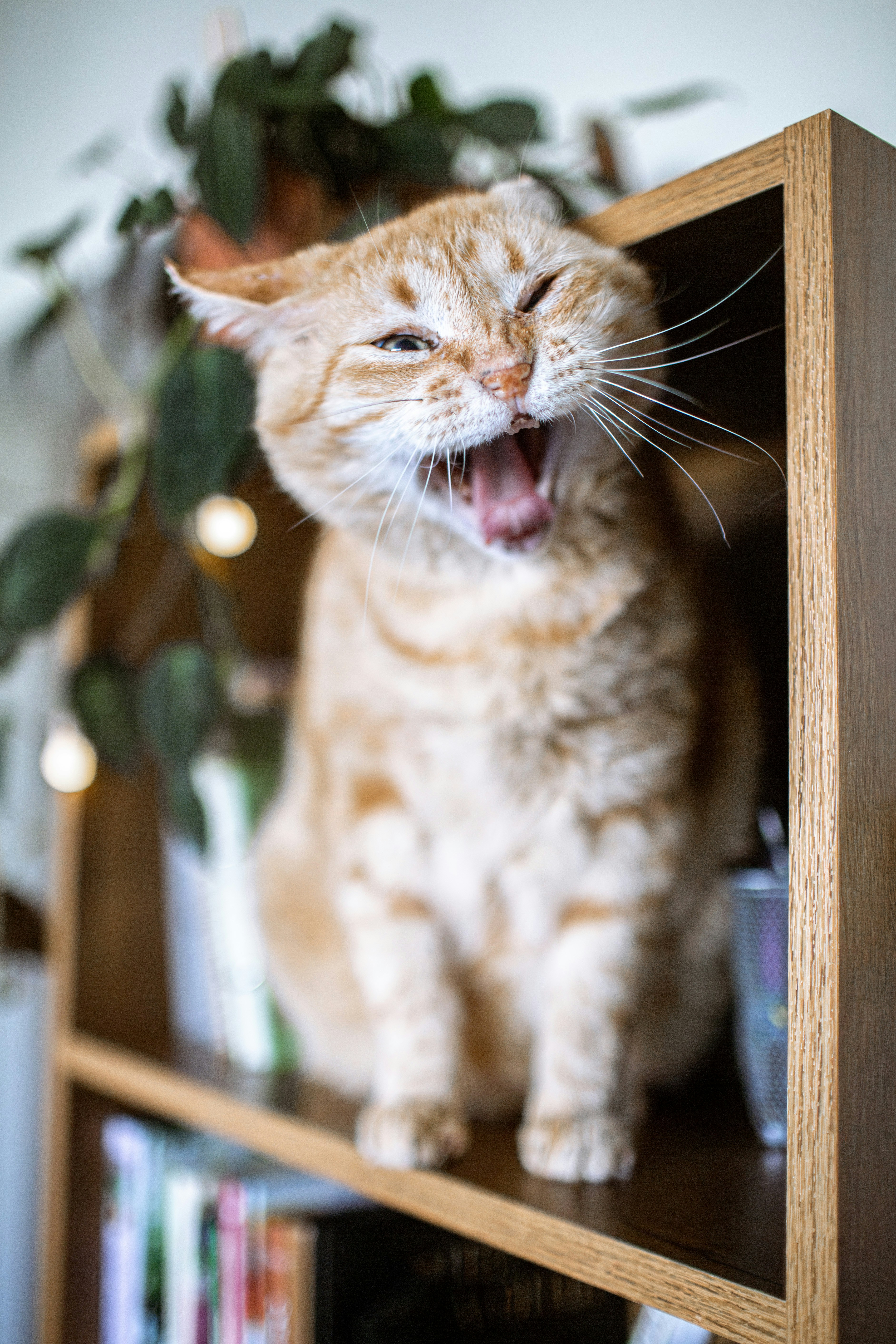 Respecting Individual Cat Personalities (image credits: unsplash)