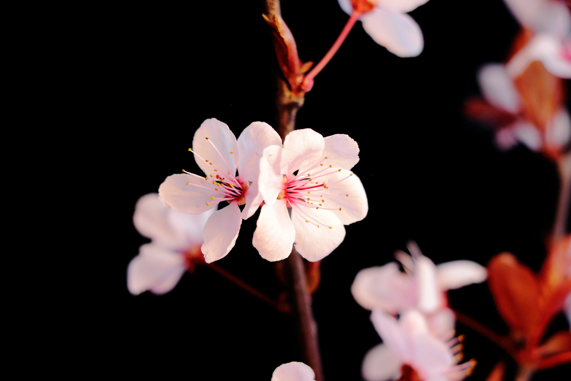 Delicate pink flowers bloom against a black background.