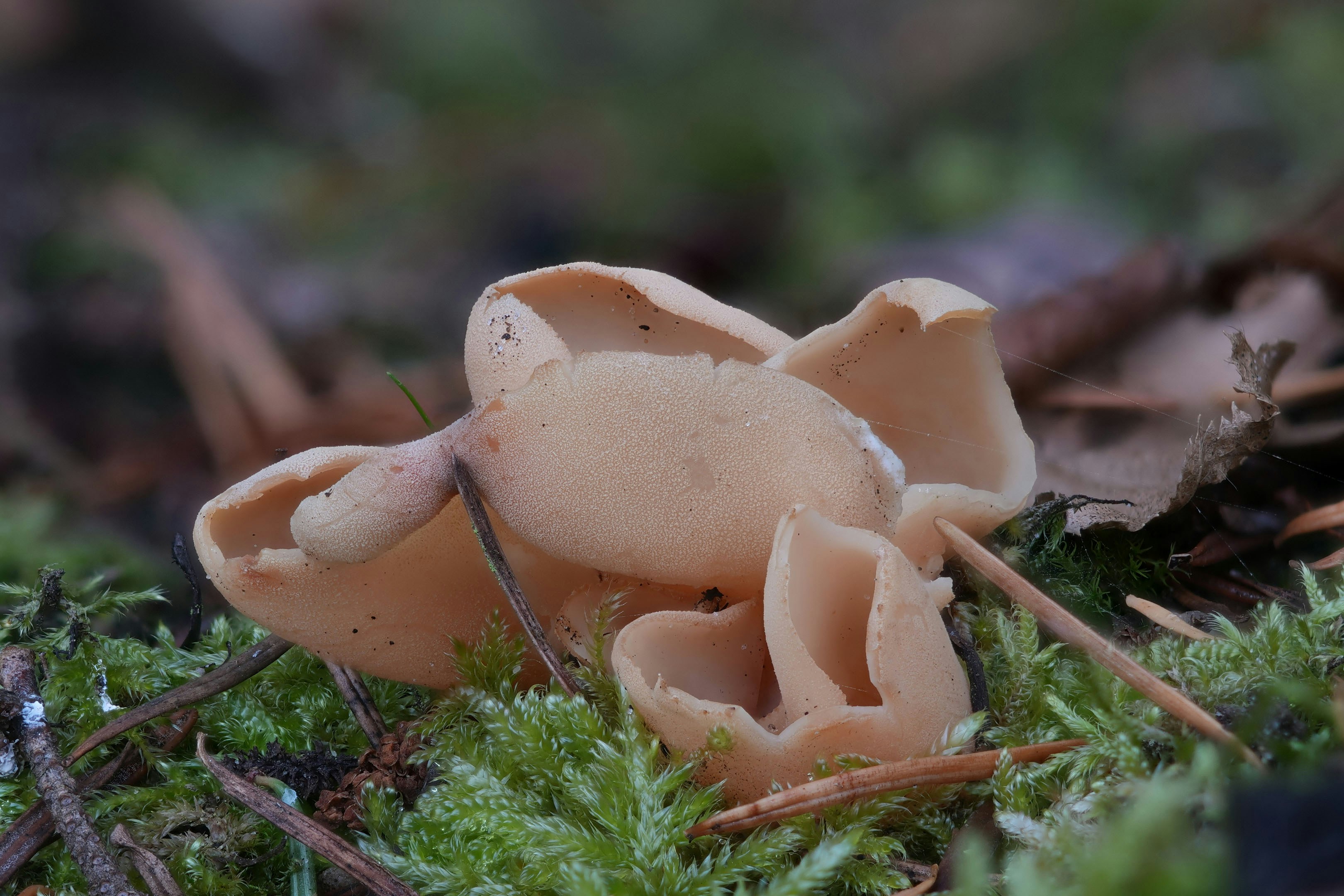 Cup-shaped mushrooms grow on mossy forest floor.