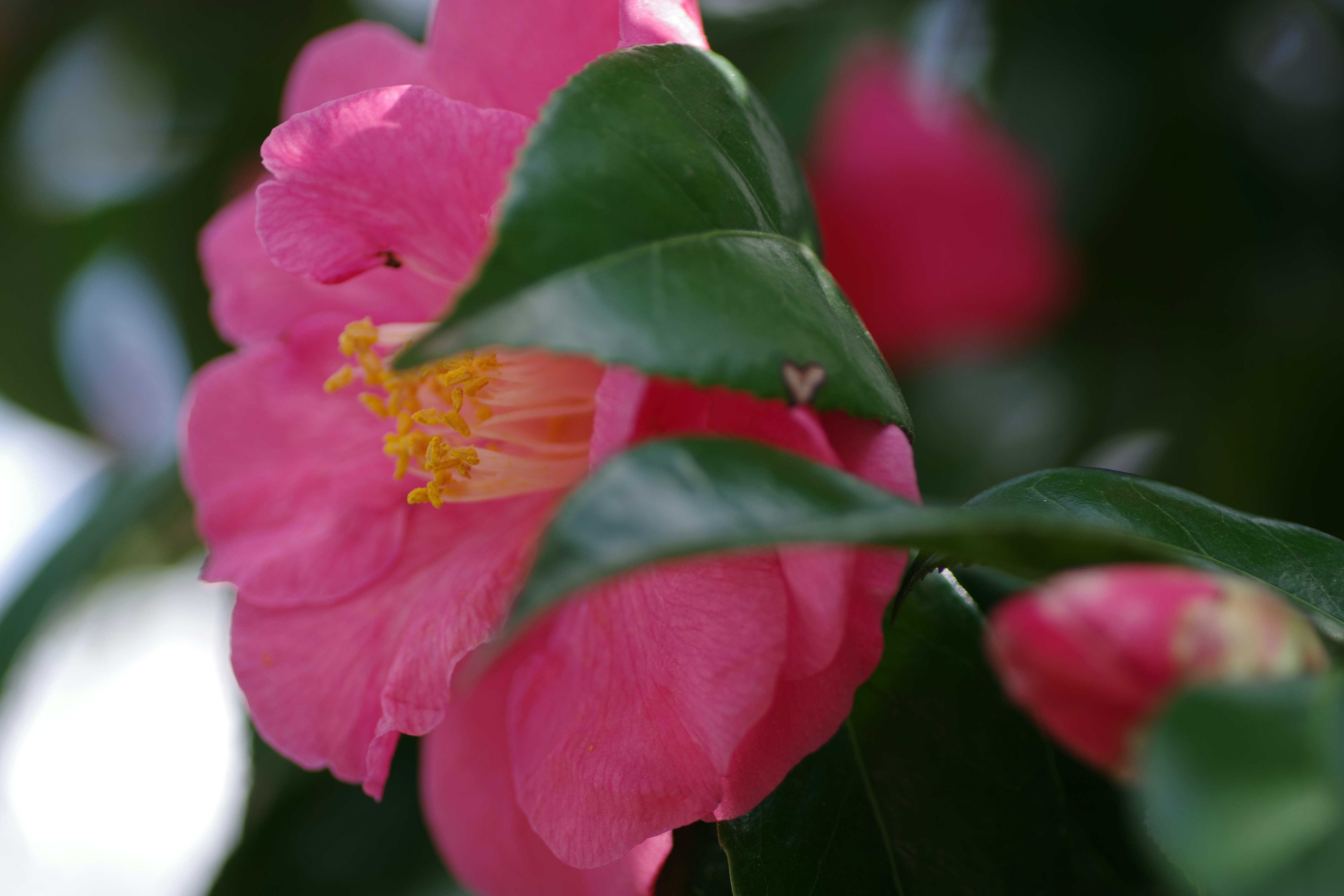 Beautiful green and flower garden、新緑と美しい花が織りなす絶景 A superb view of fresh greenery and beautiful flowers
