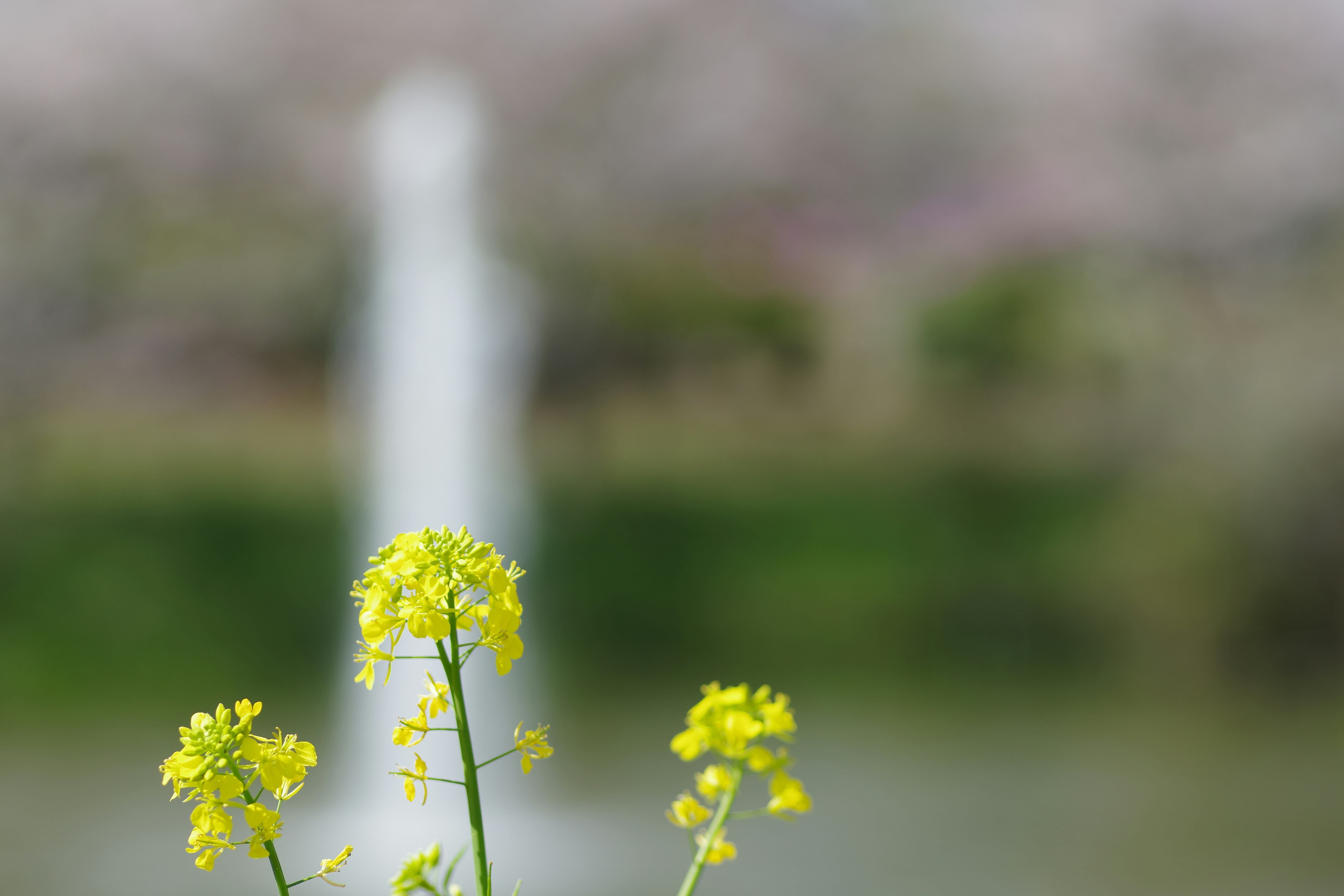 Yellow flowers stand before a blurry fountain.