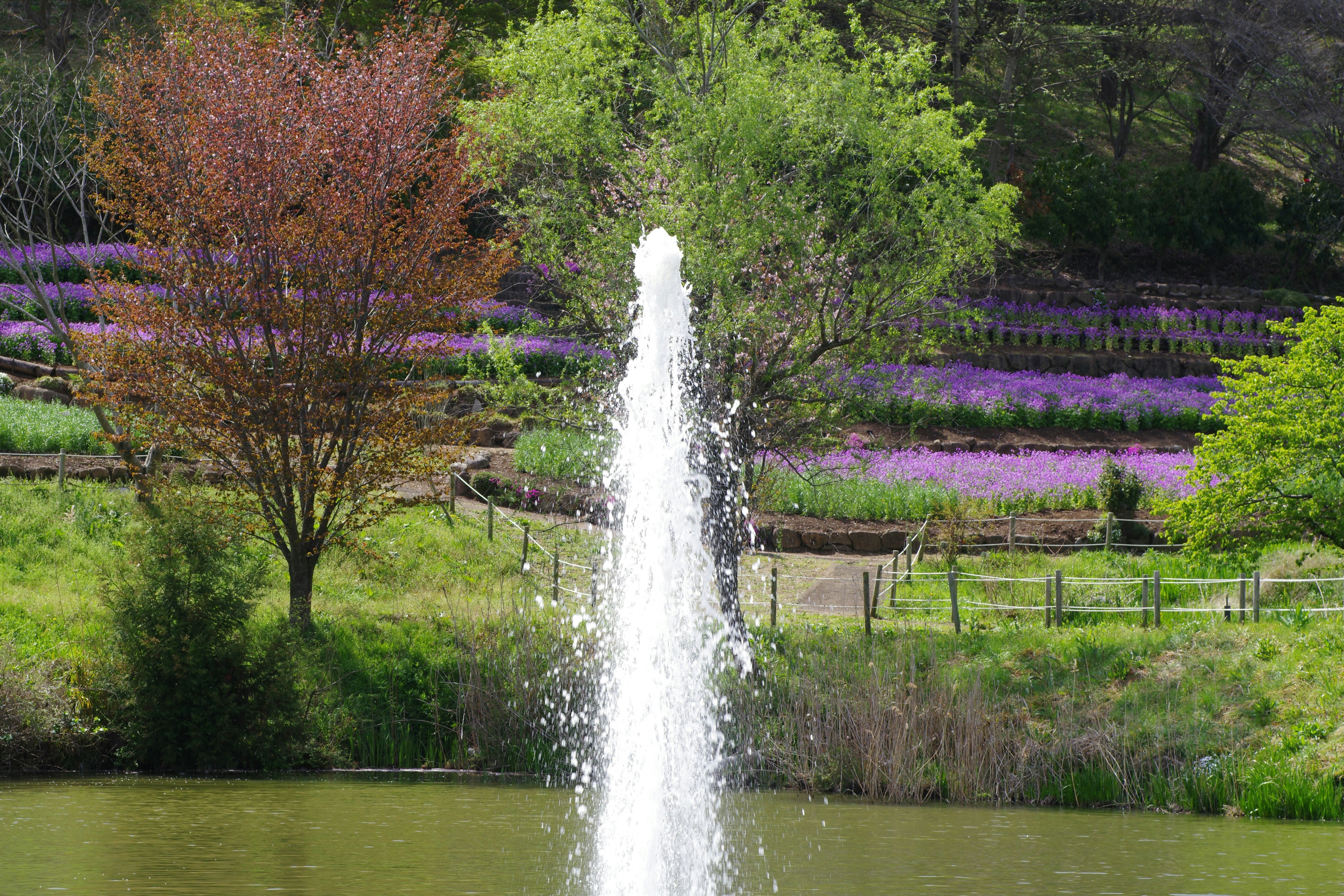 분수가 아름다운 봄 풍경에 물보라를 뿜습니다. 사진 – Unsplash의 무료 꽃 이미지, image size:3000x2000