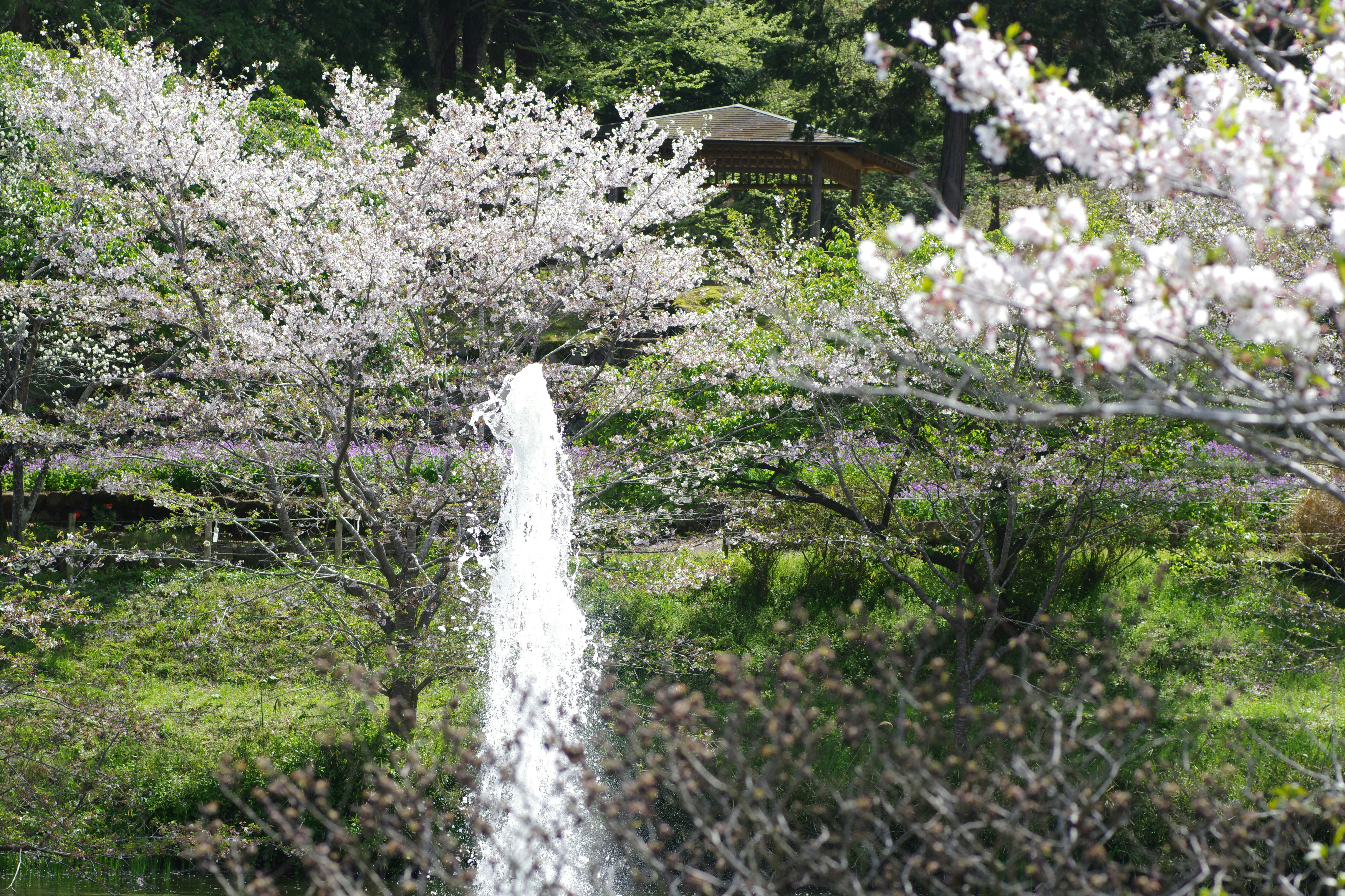A fountain sprays water beneath blossoming trees.