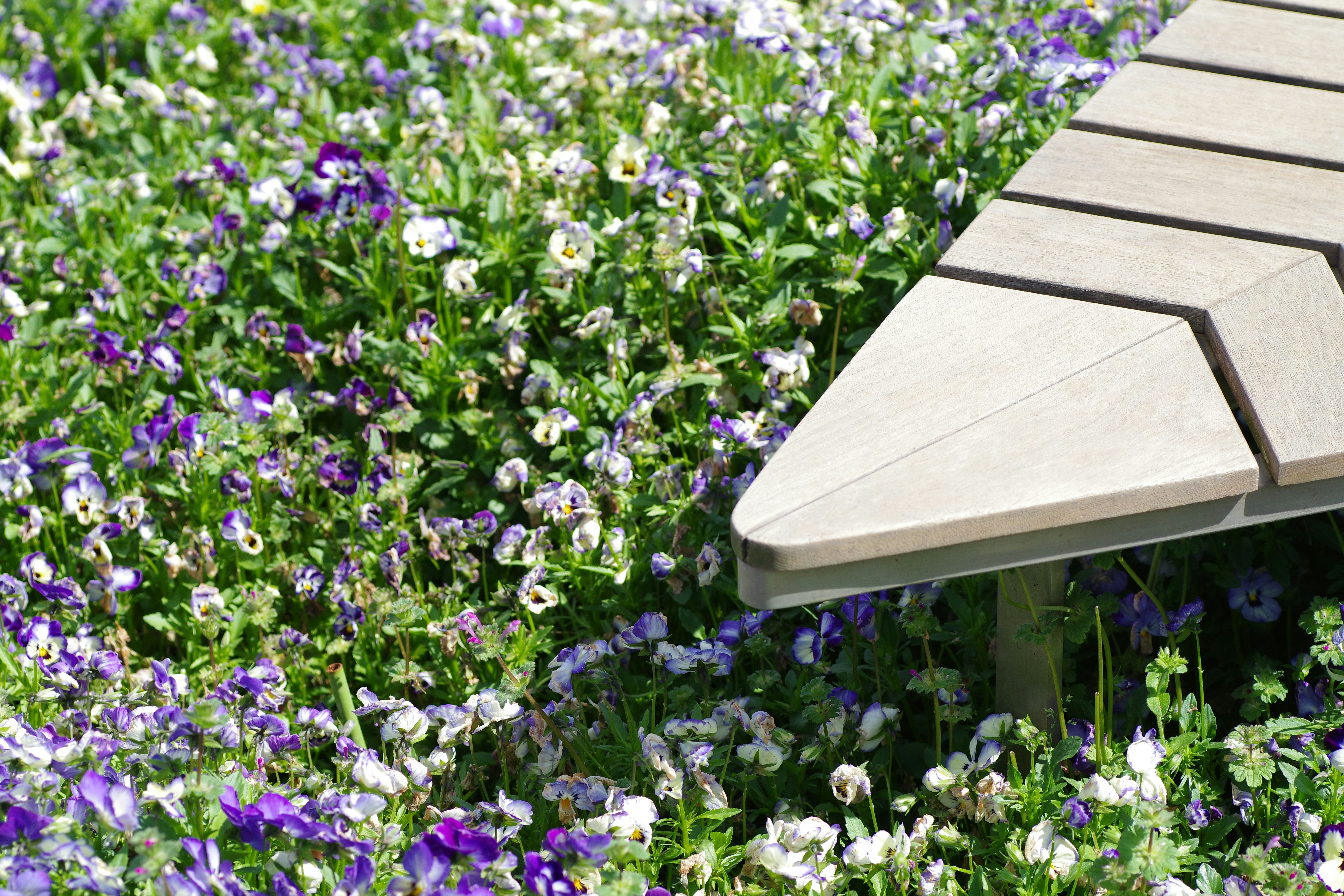 A bench's edge beside a field of flowers.