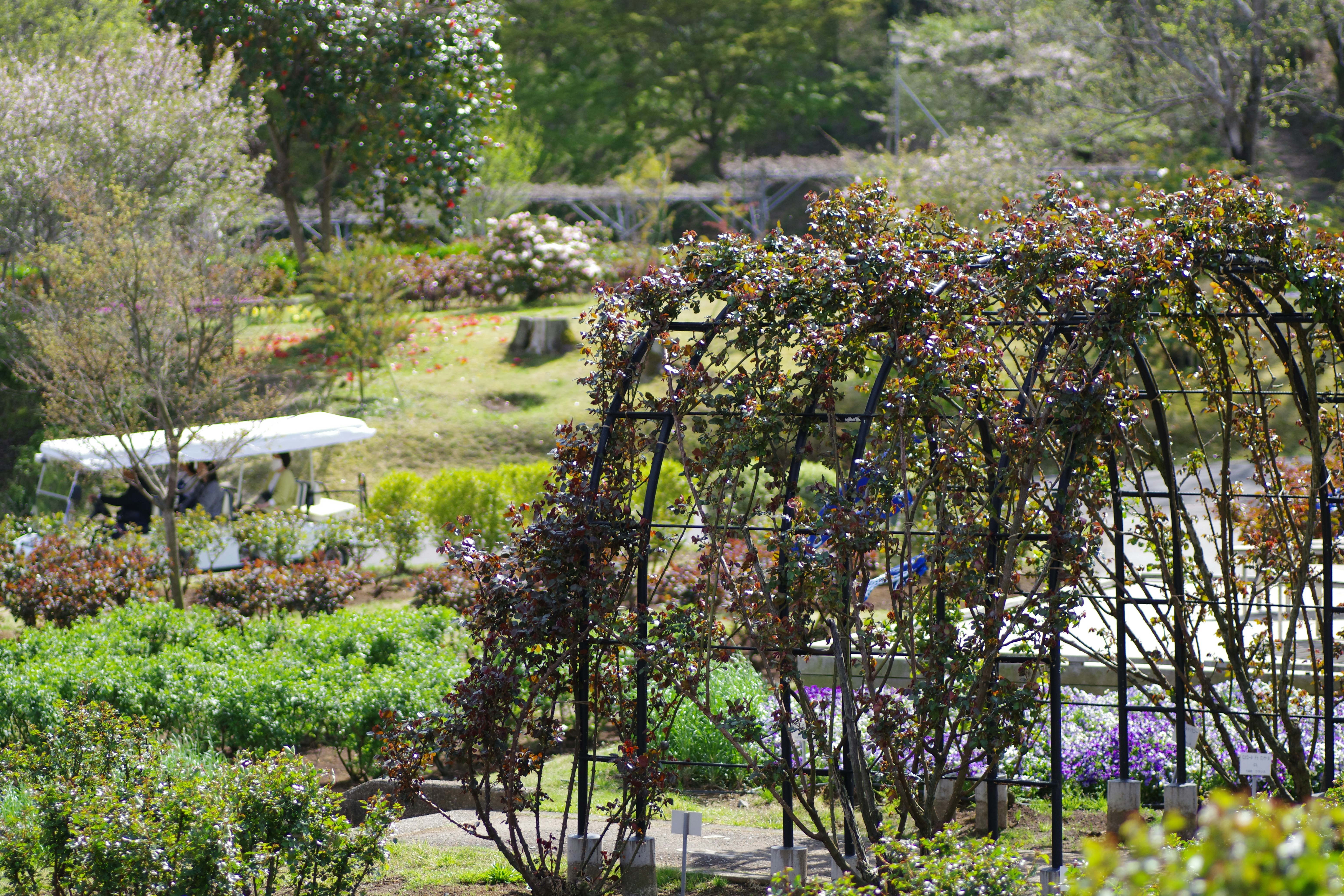A garden with greenery and an overhead arbor.