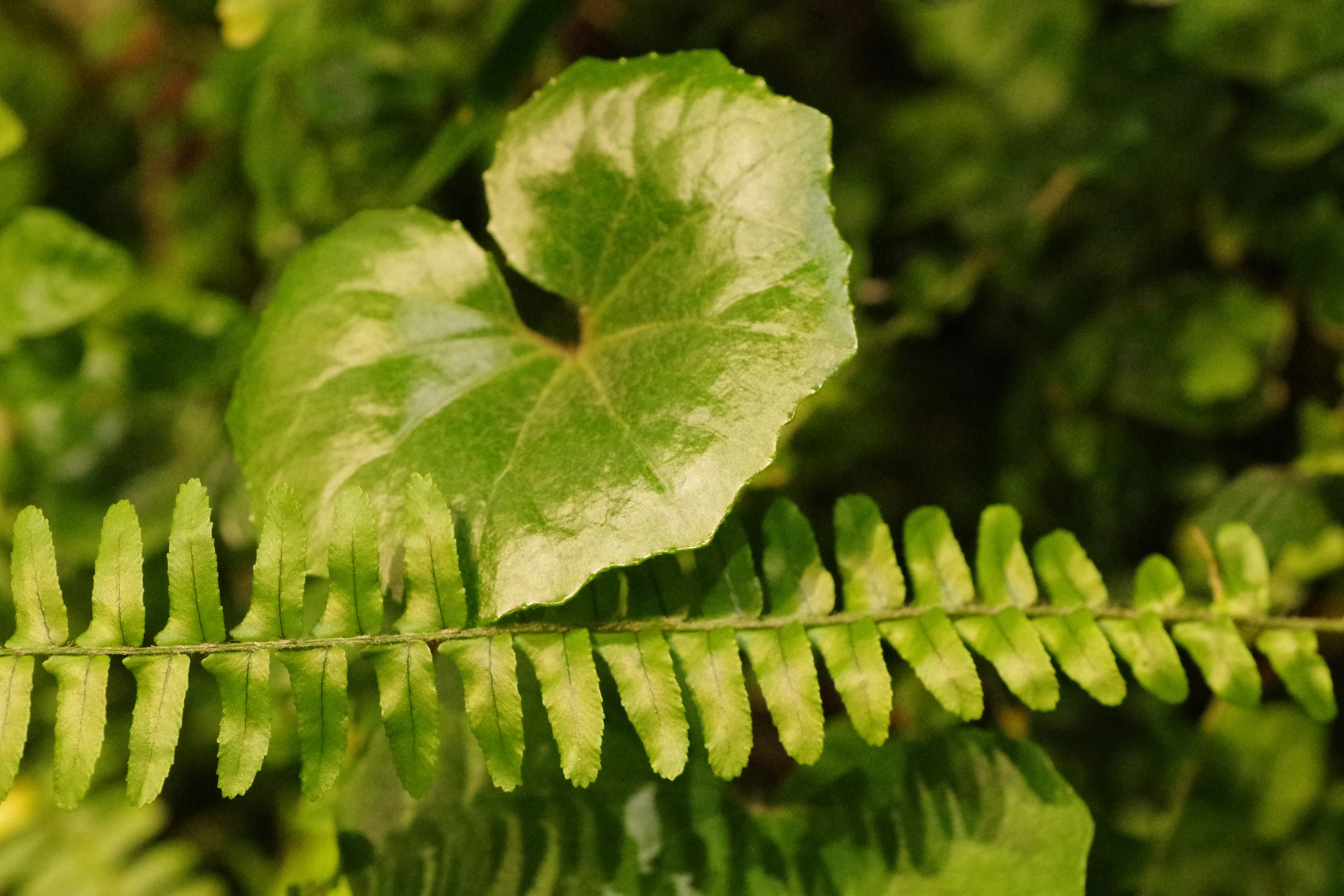 close-up of snake plant leaves showing yellow edges and green patterns - air refreshing plants