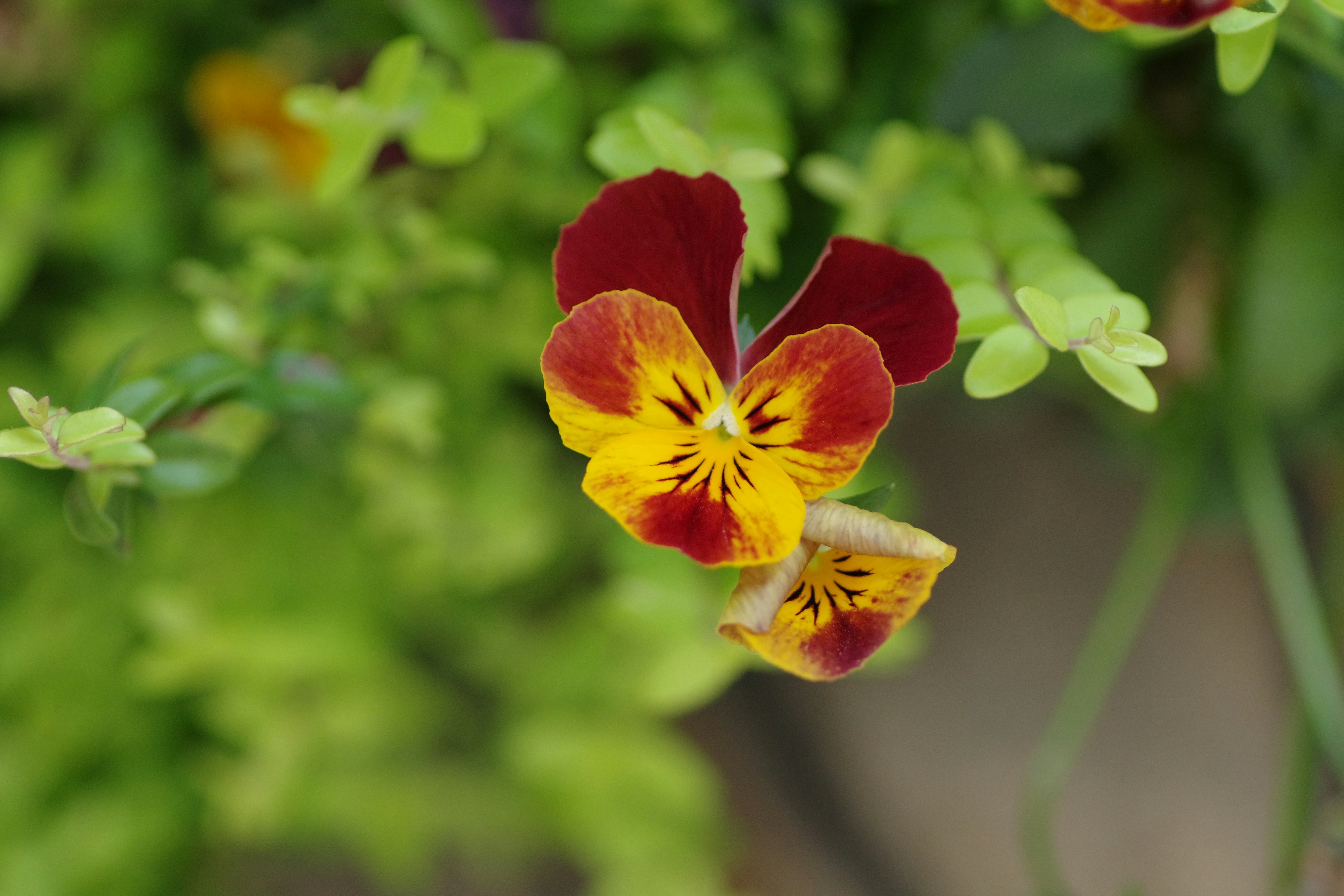 色とりどりのパンジーの花のクローズアップ。
