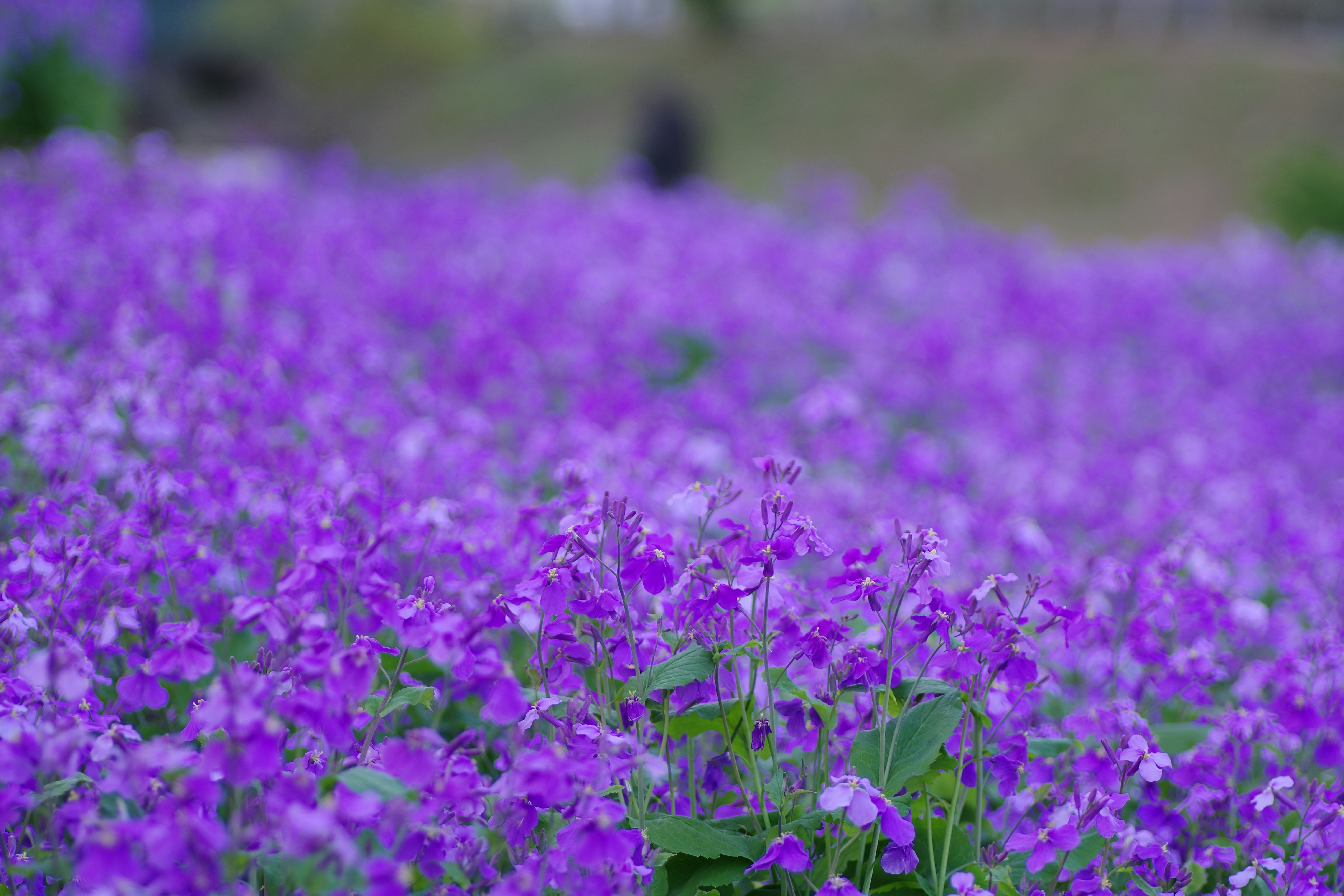 A field of purple flowers is in full bloom. photo – Free Flower Image ...