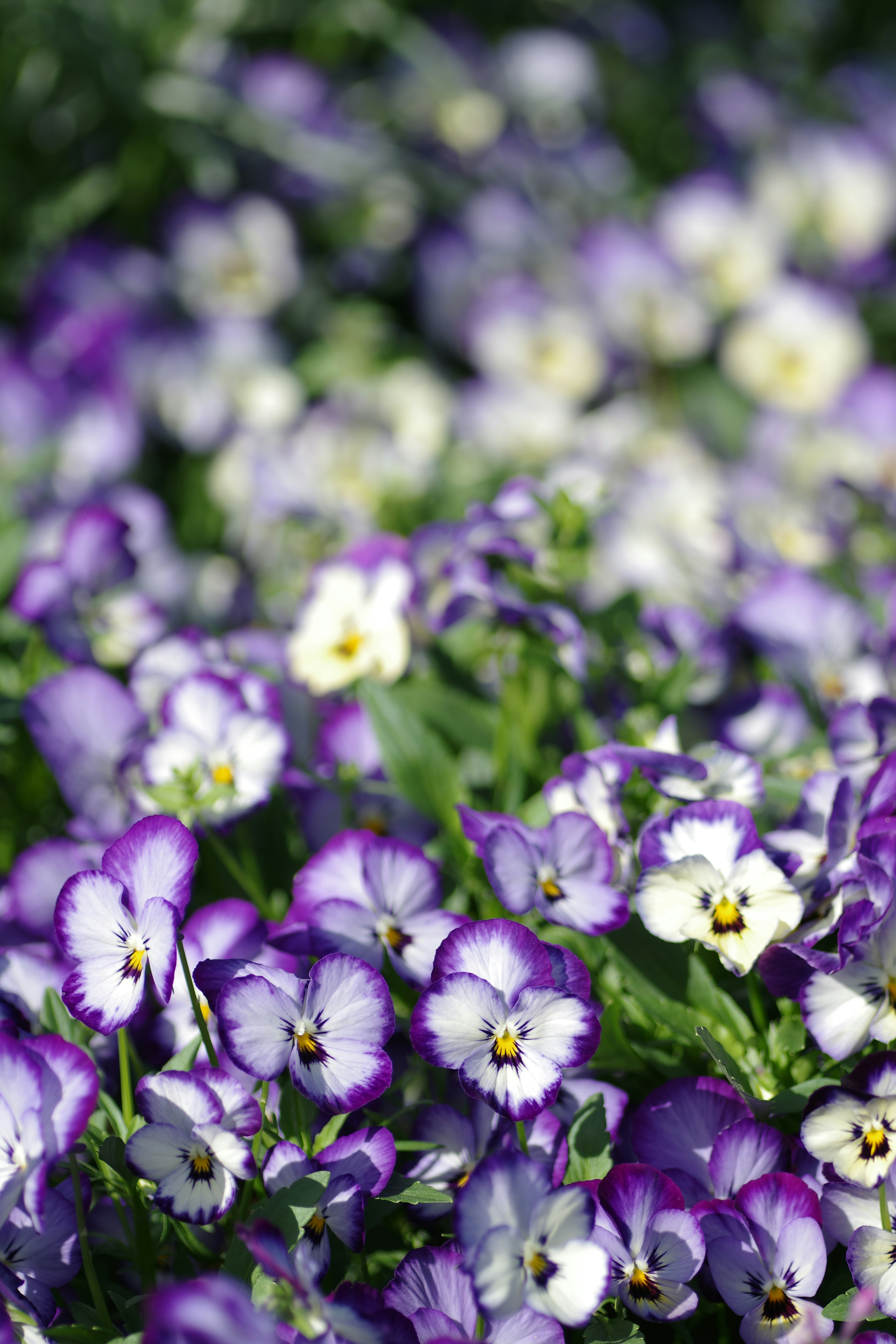 Beautiful green and flower garden、新緑と美しい花が織りなす絶景 A superb view of fresh greenery and beautiful flowers