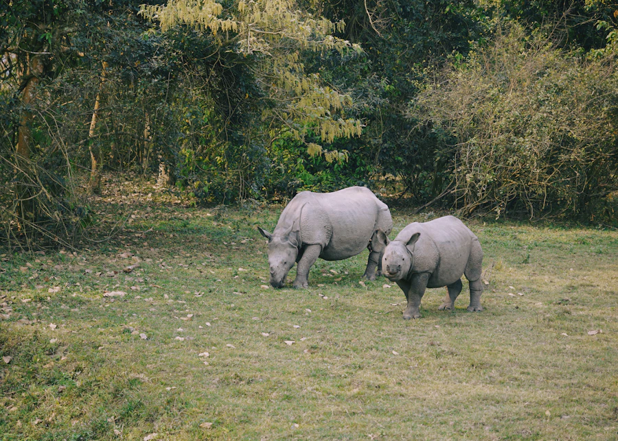 Rhinos at first light