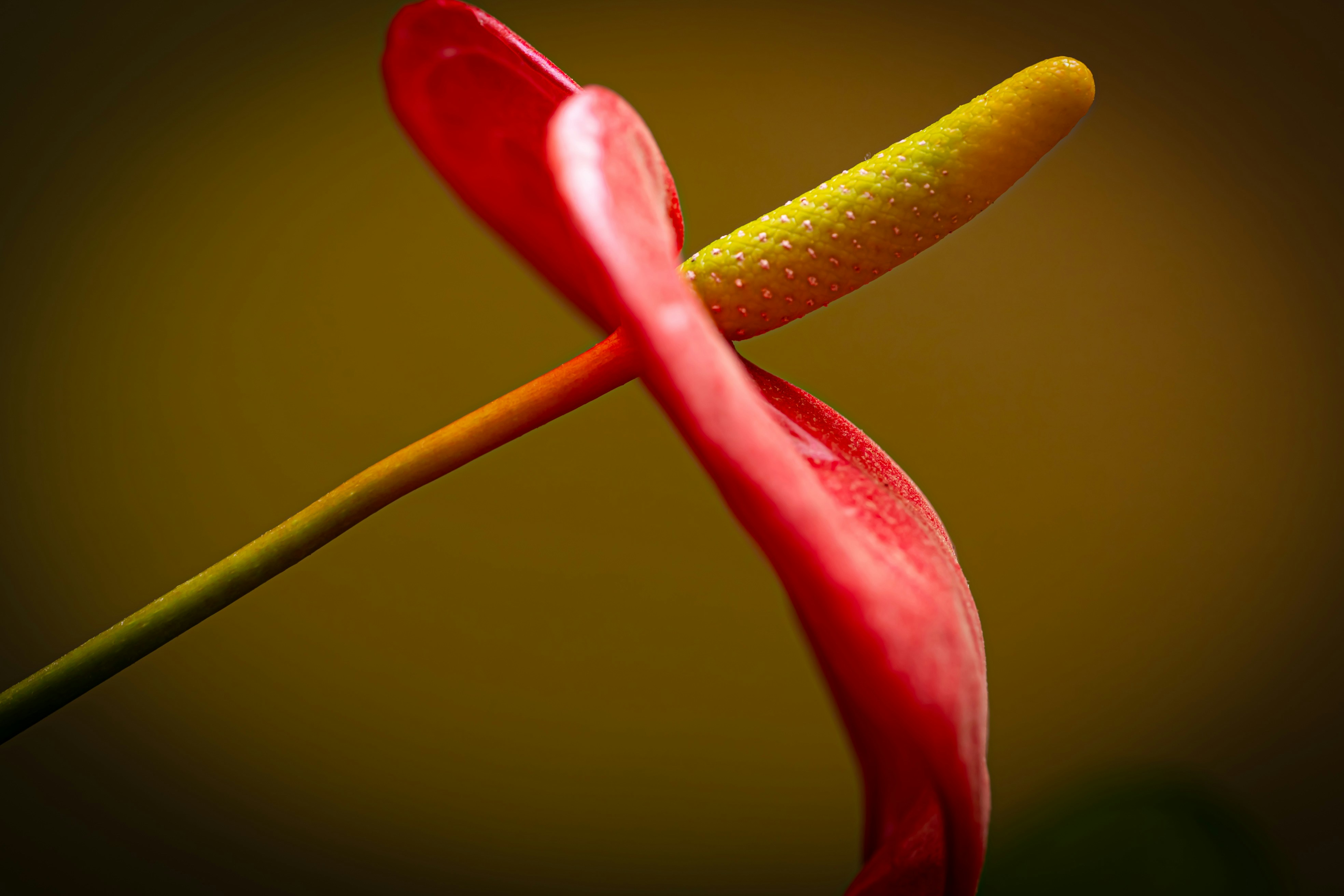 Red anthurium flower in close-up. photo  Free Wallpaper Image on Unsplash