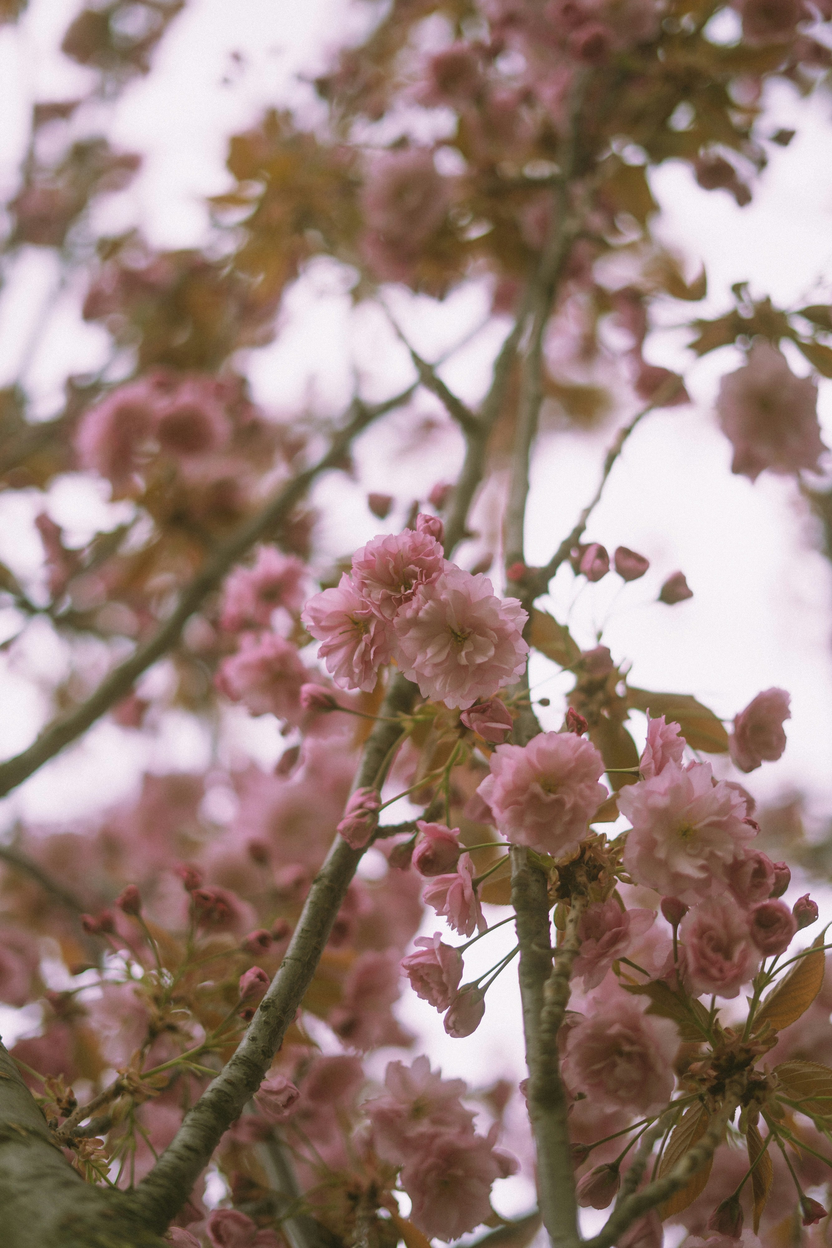 Photo by robert_lens