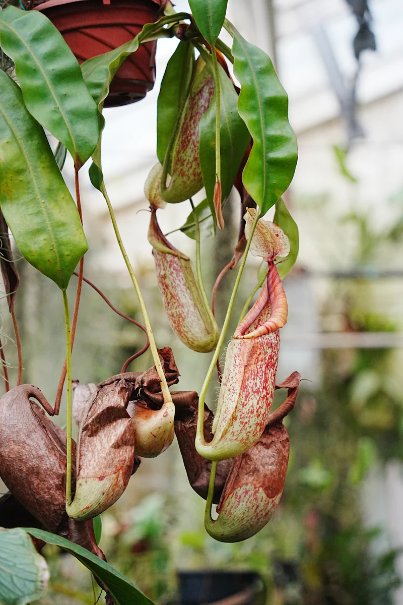 Giant Tropical Pitcher Plant