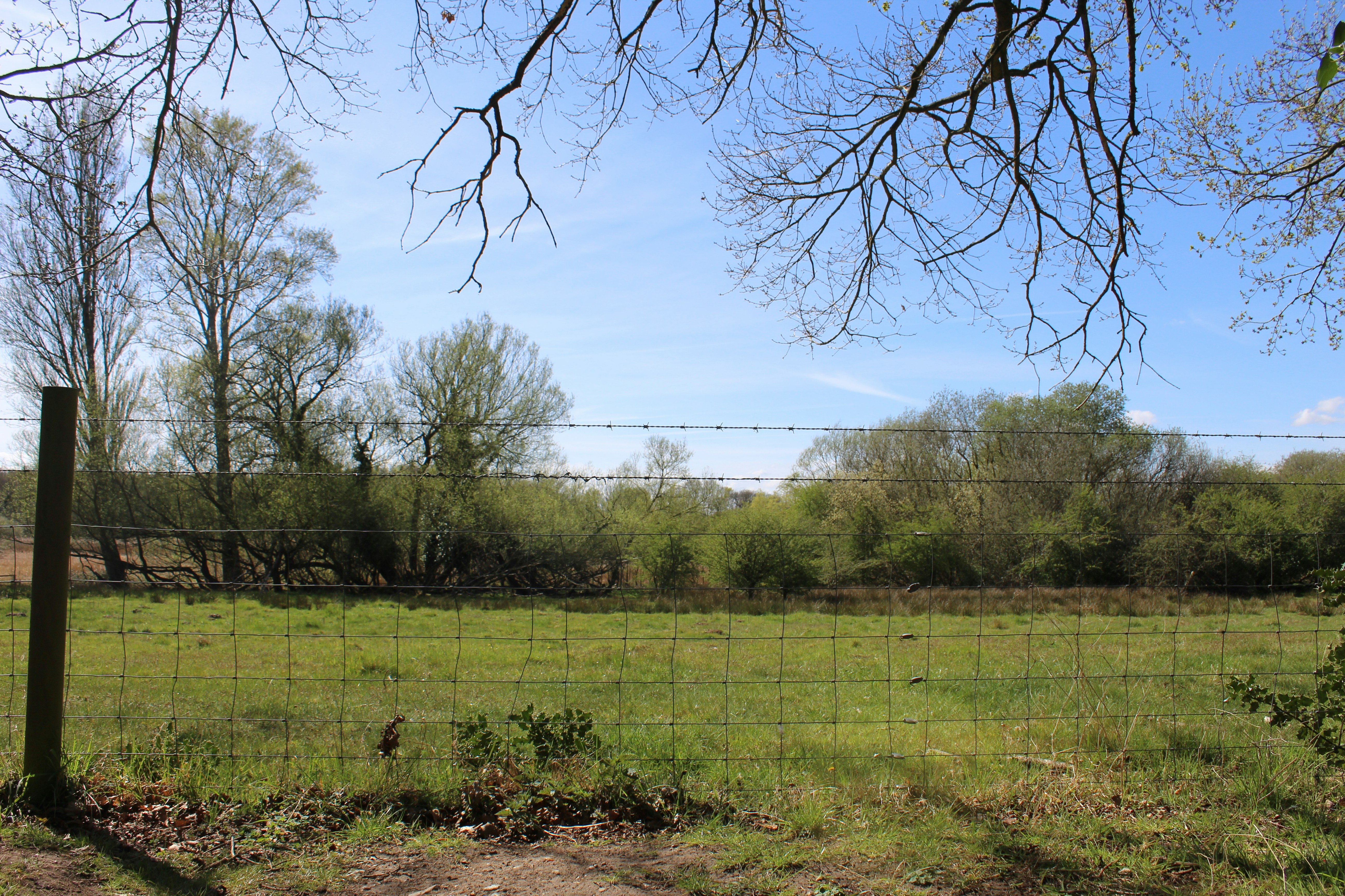 Wire fence along a green field with a row of trees beyond.
