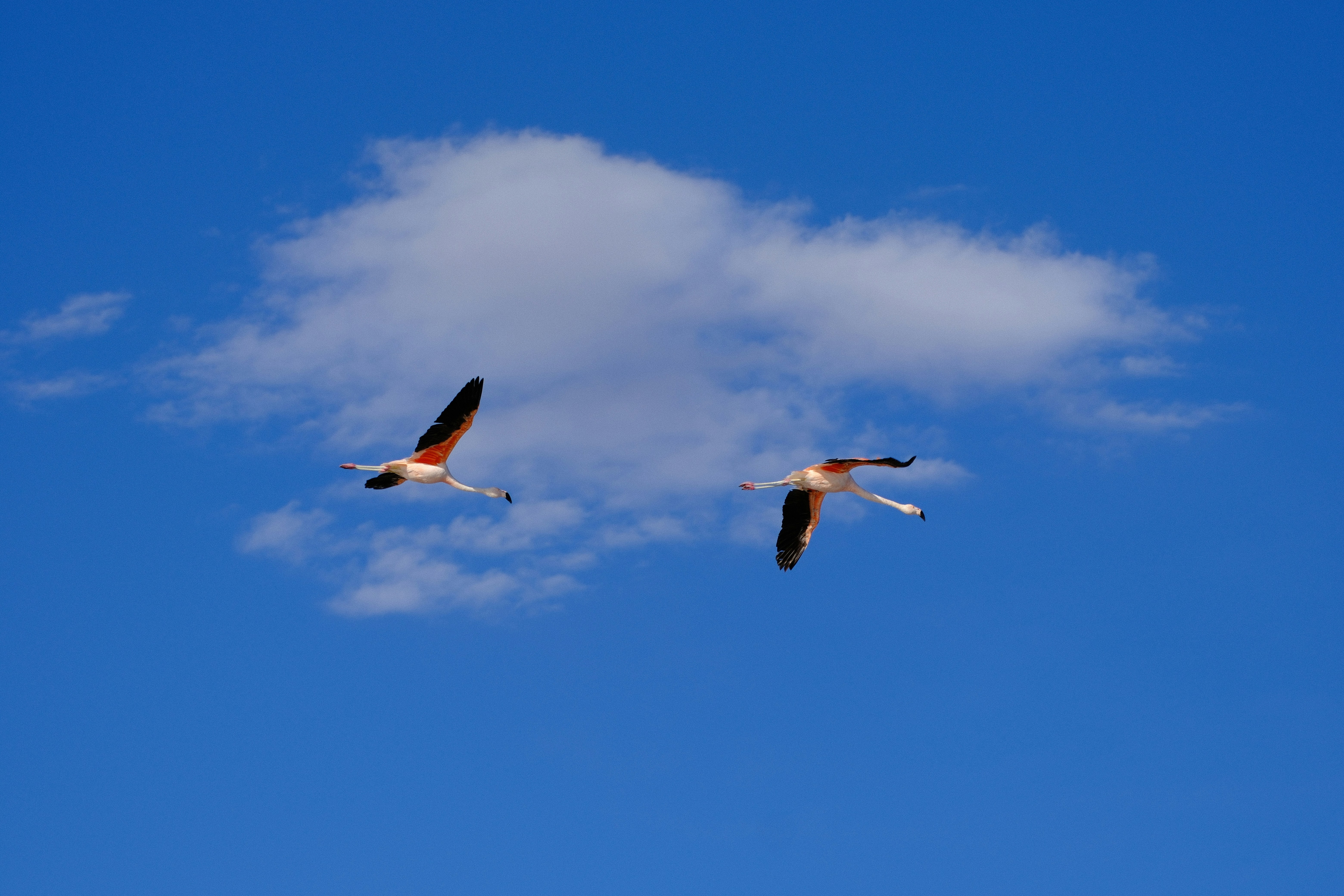 Two flamingos fly in a bright blue sky.