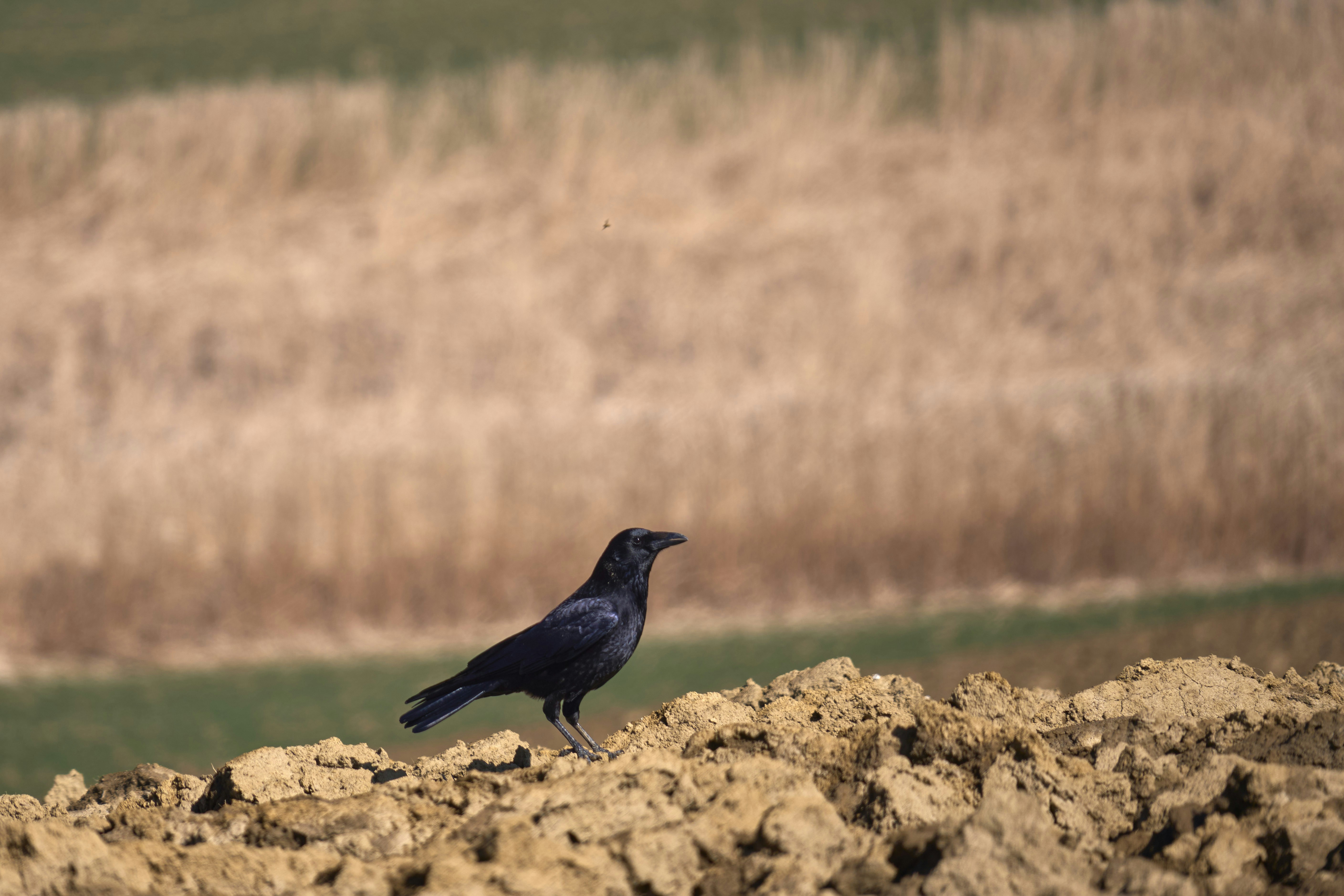 Photo by wolfgang_hasselmann