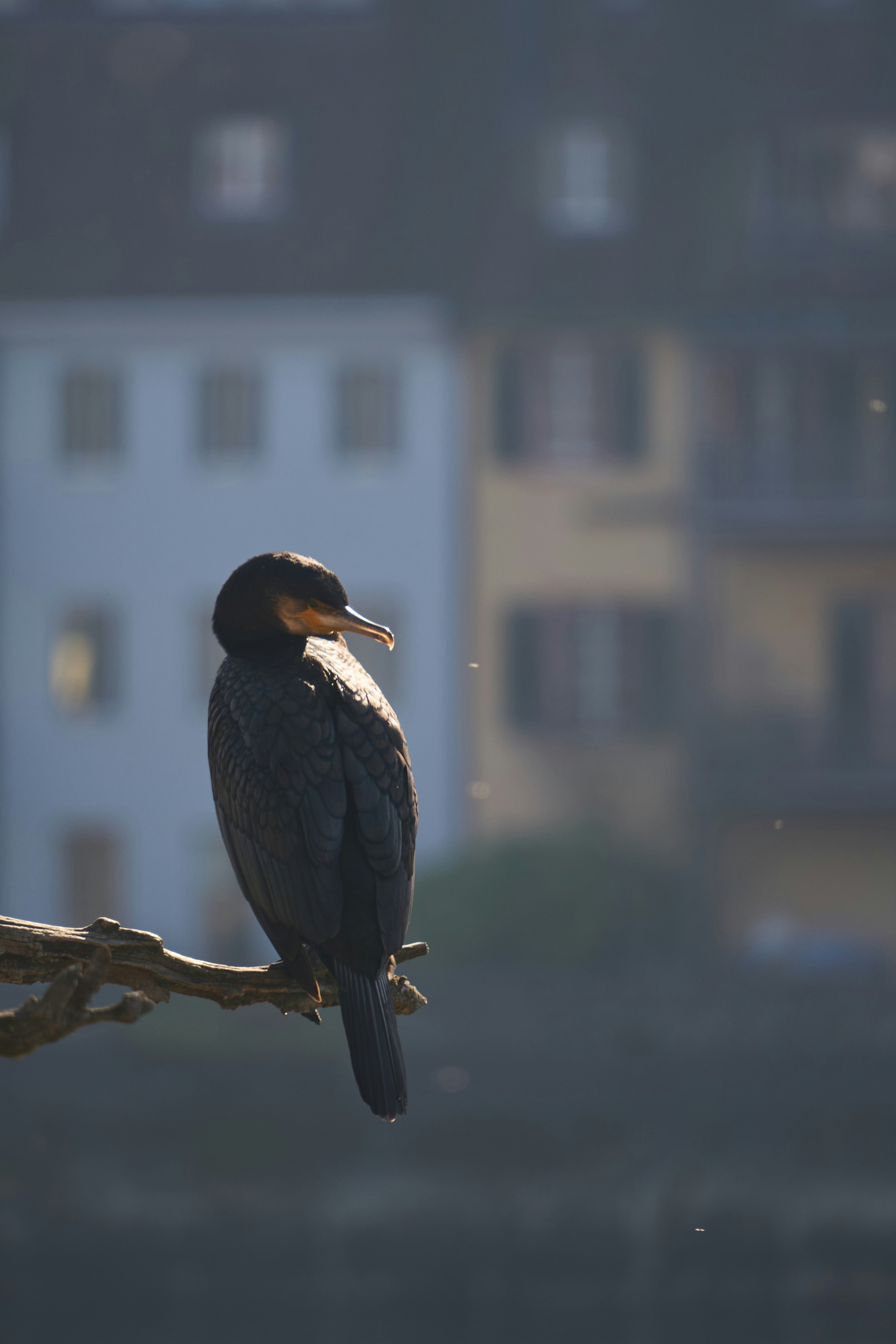 A cormorant bird perched on a branch.