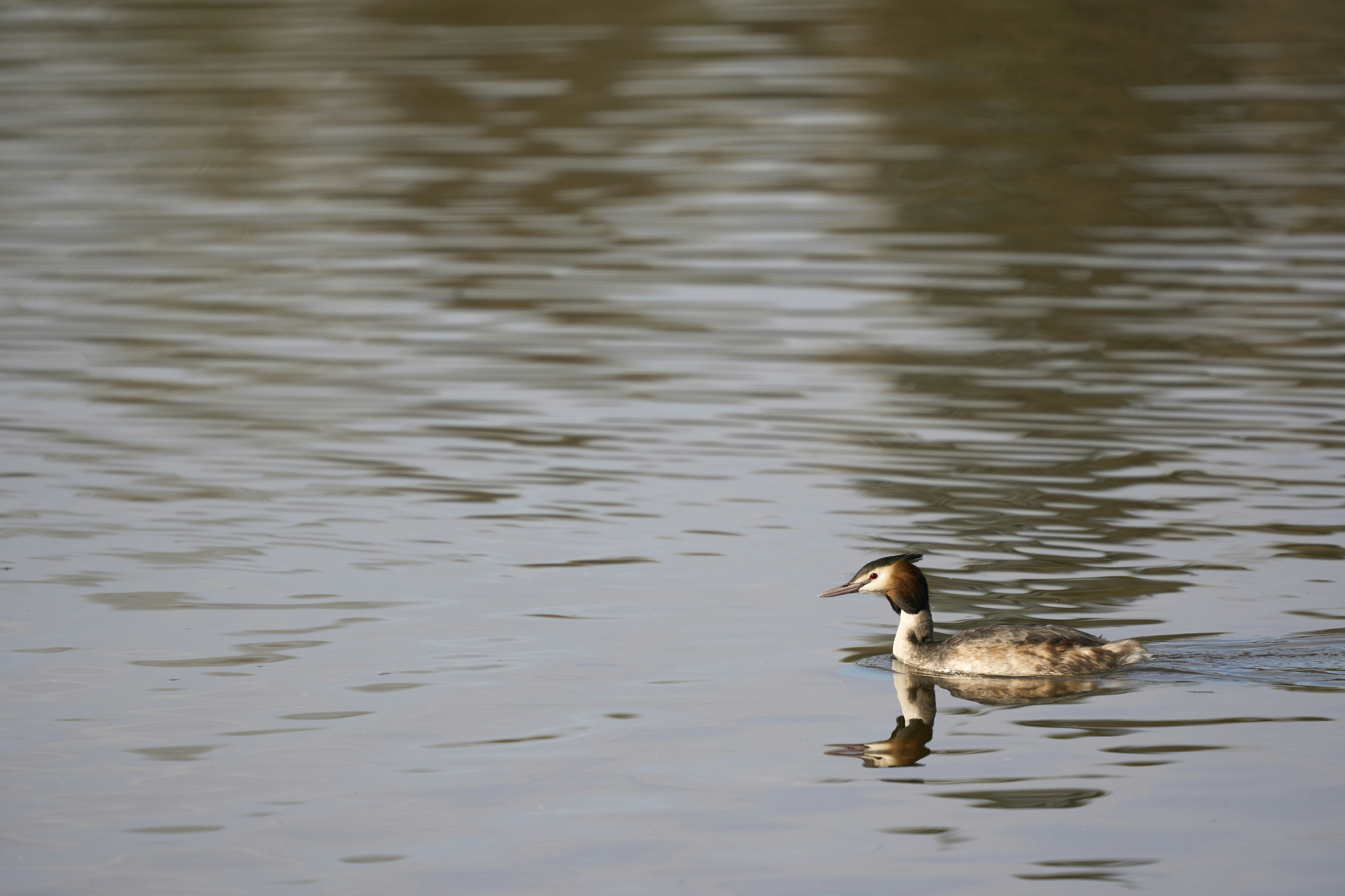 Photo by wolfgang_hasselmann