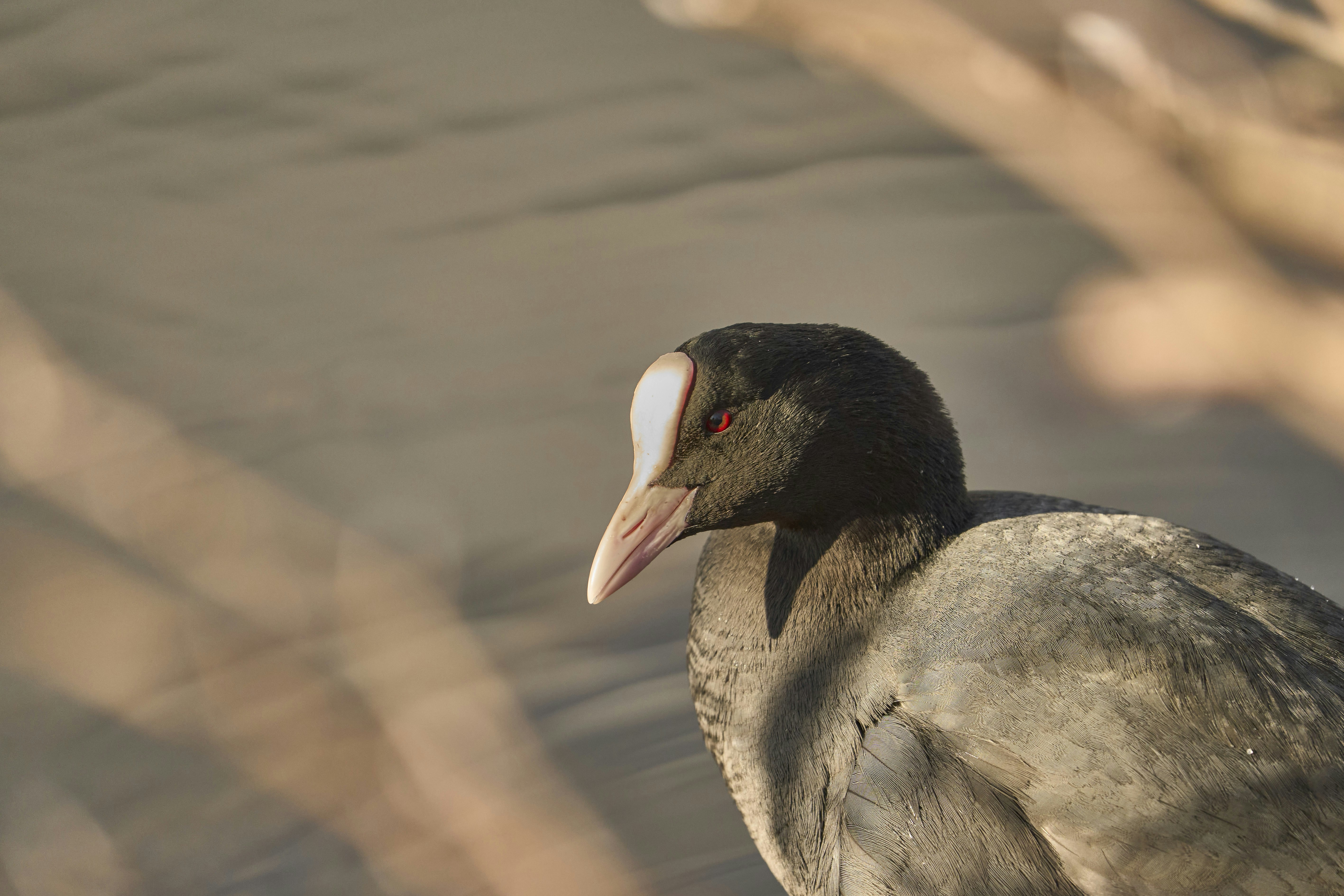 Photo by wolfgang_hasselmann