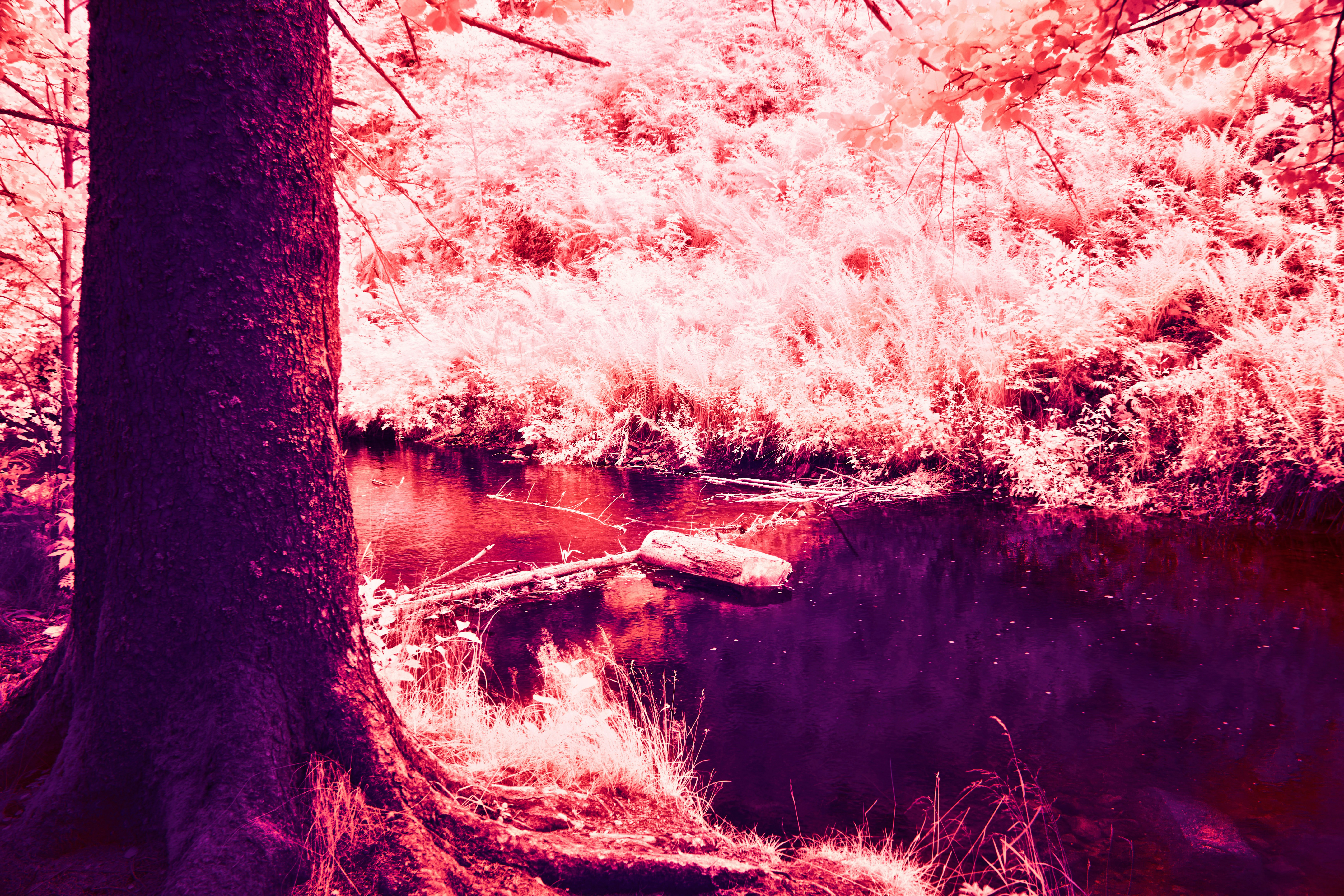 Photo by wolfgang_hasselmann