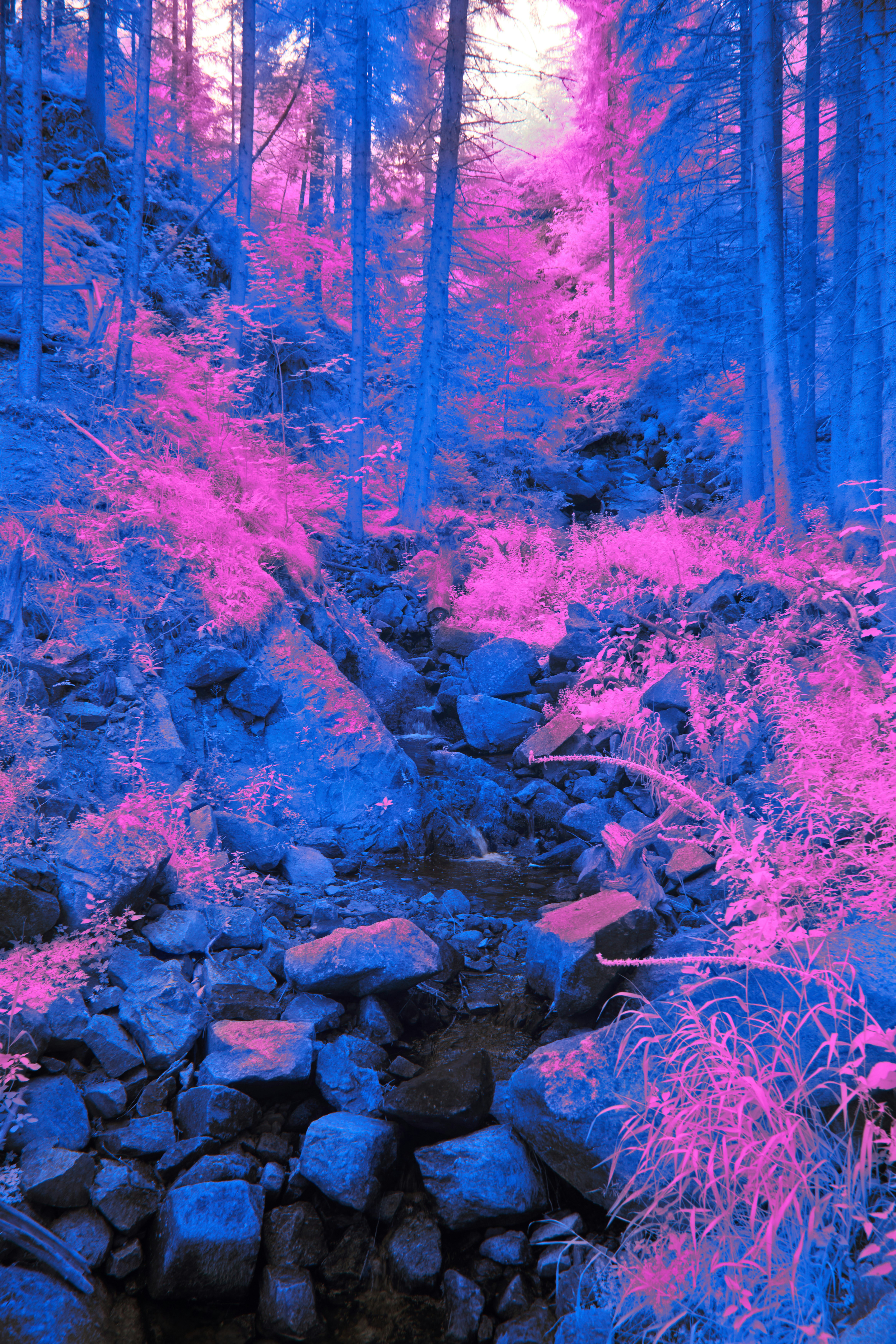 Photo by wolfgang_hasselmann