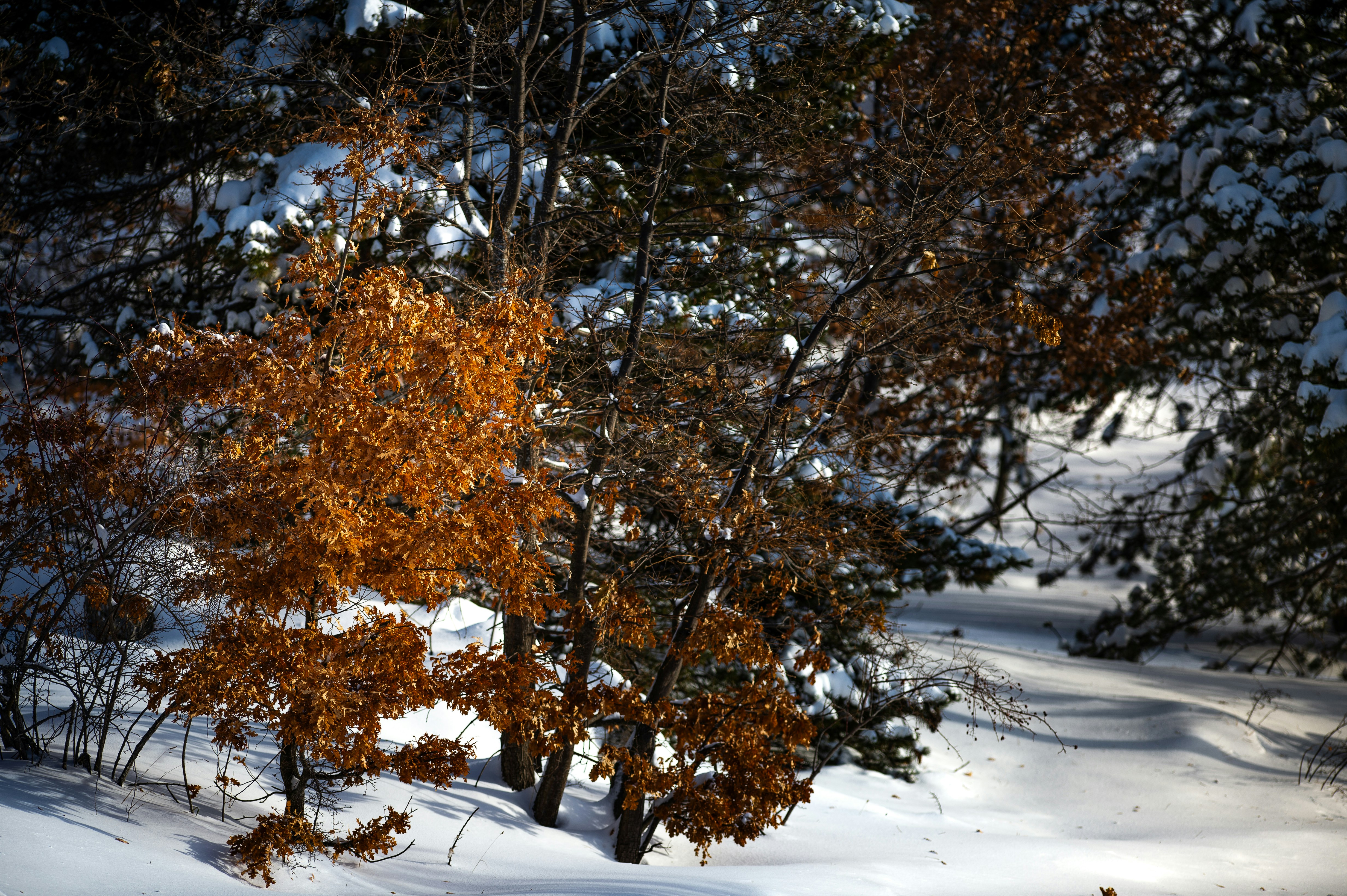 Photo by lucaakalu