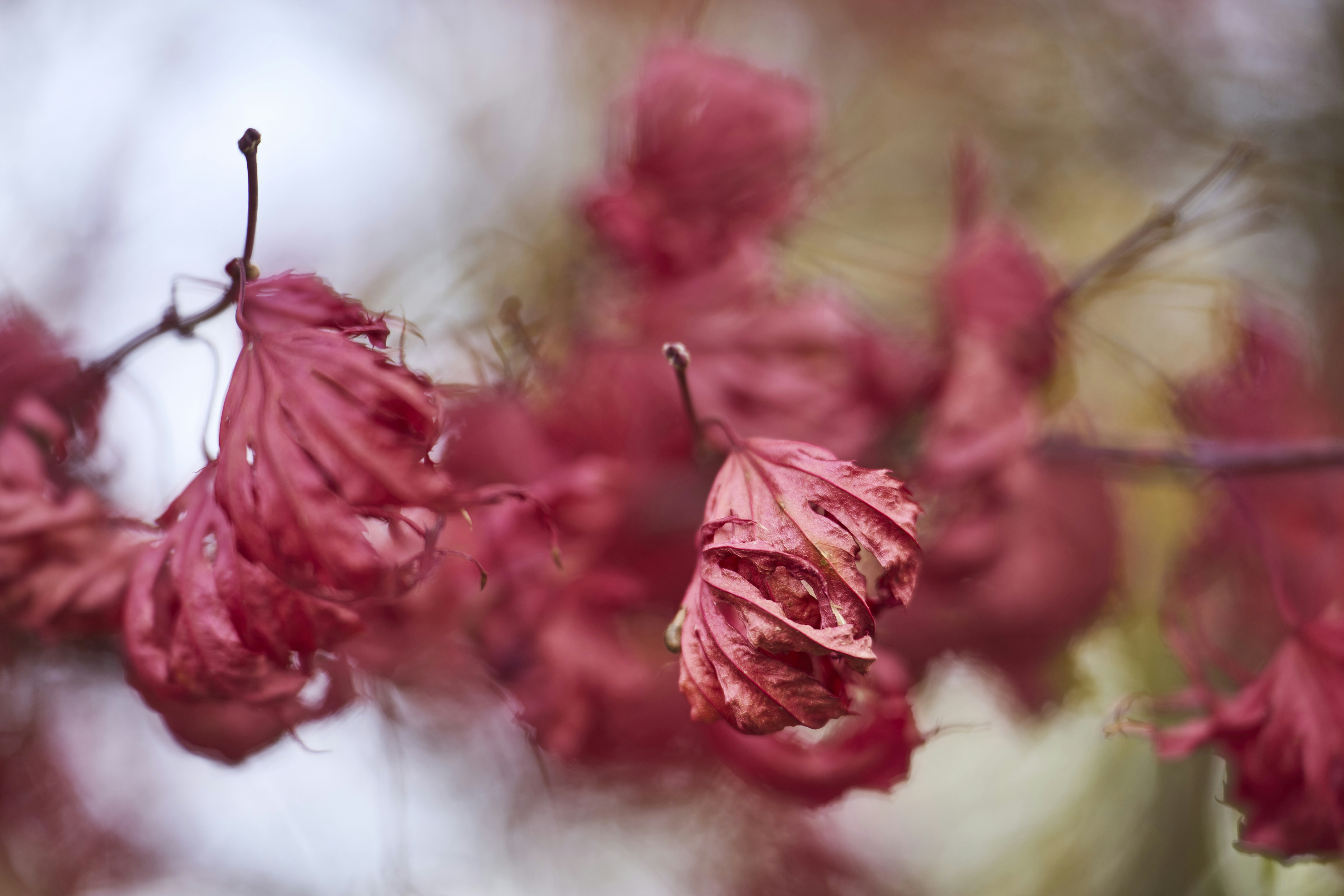 Photo by wolfgang_hasselmann