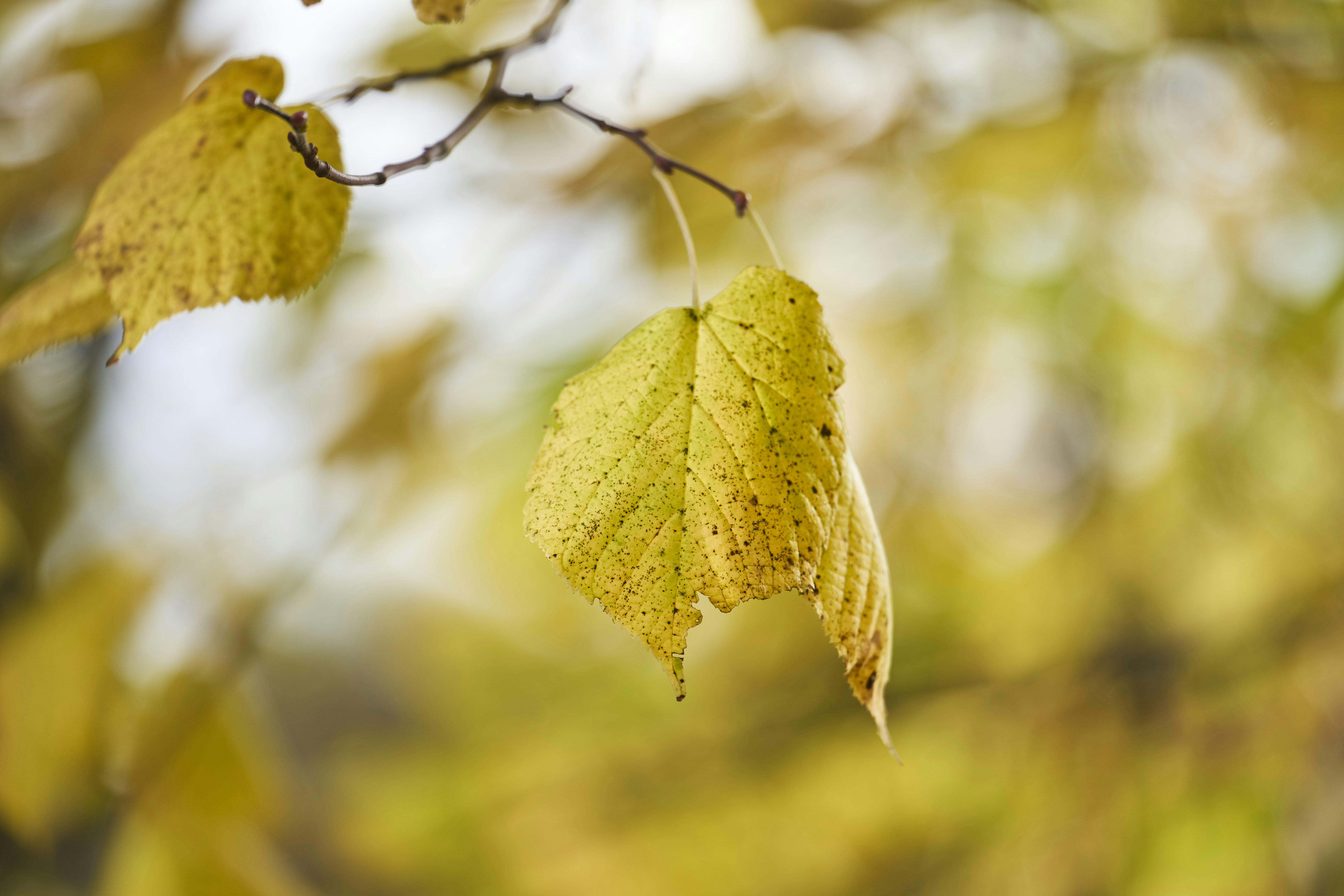 Photo by wolfgang_hasselmann