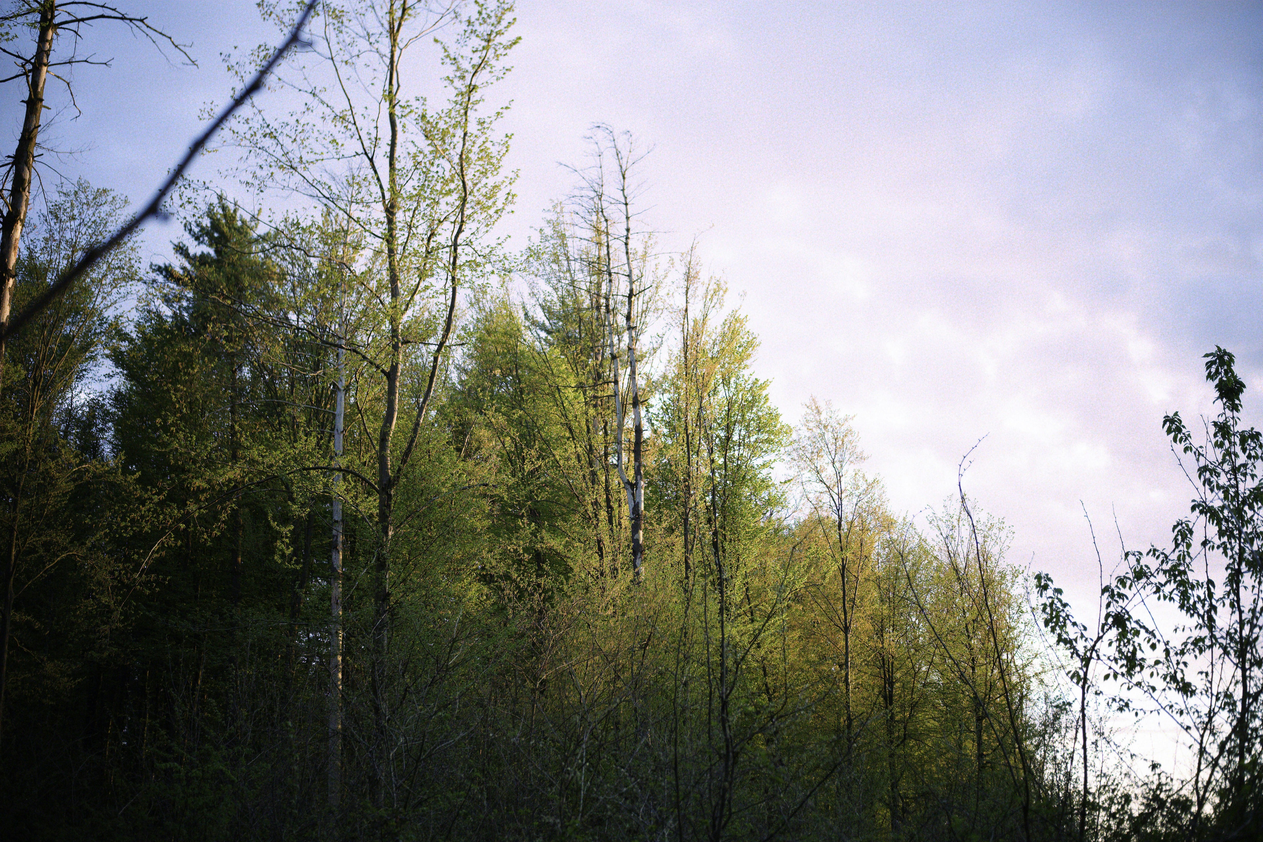 Photo by niksaleko