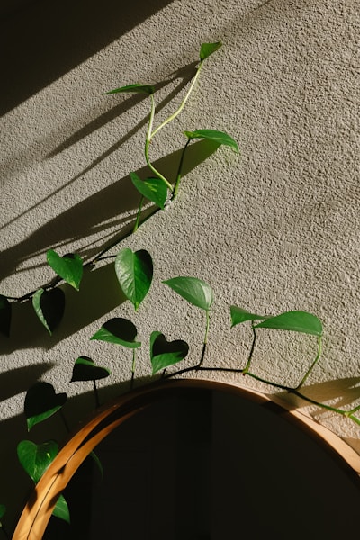 Scindapsus Tricolor Dark Form