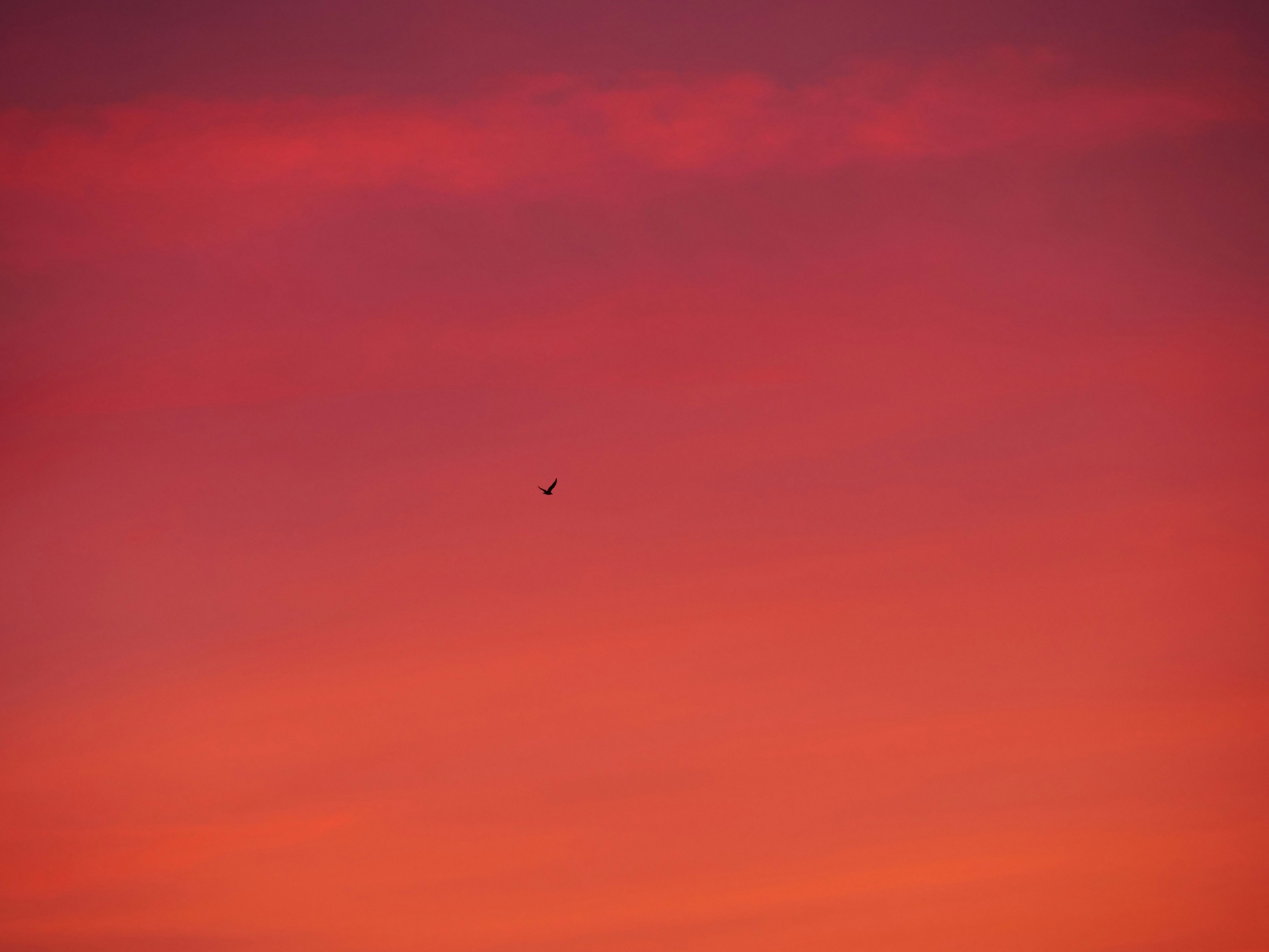 Photo by nimbus_vulpis