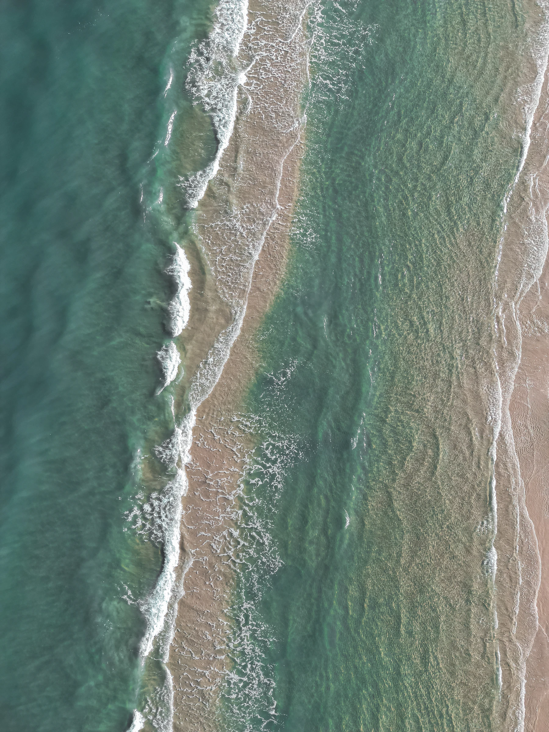 Tropical palm fronds South Florida