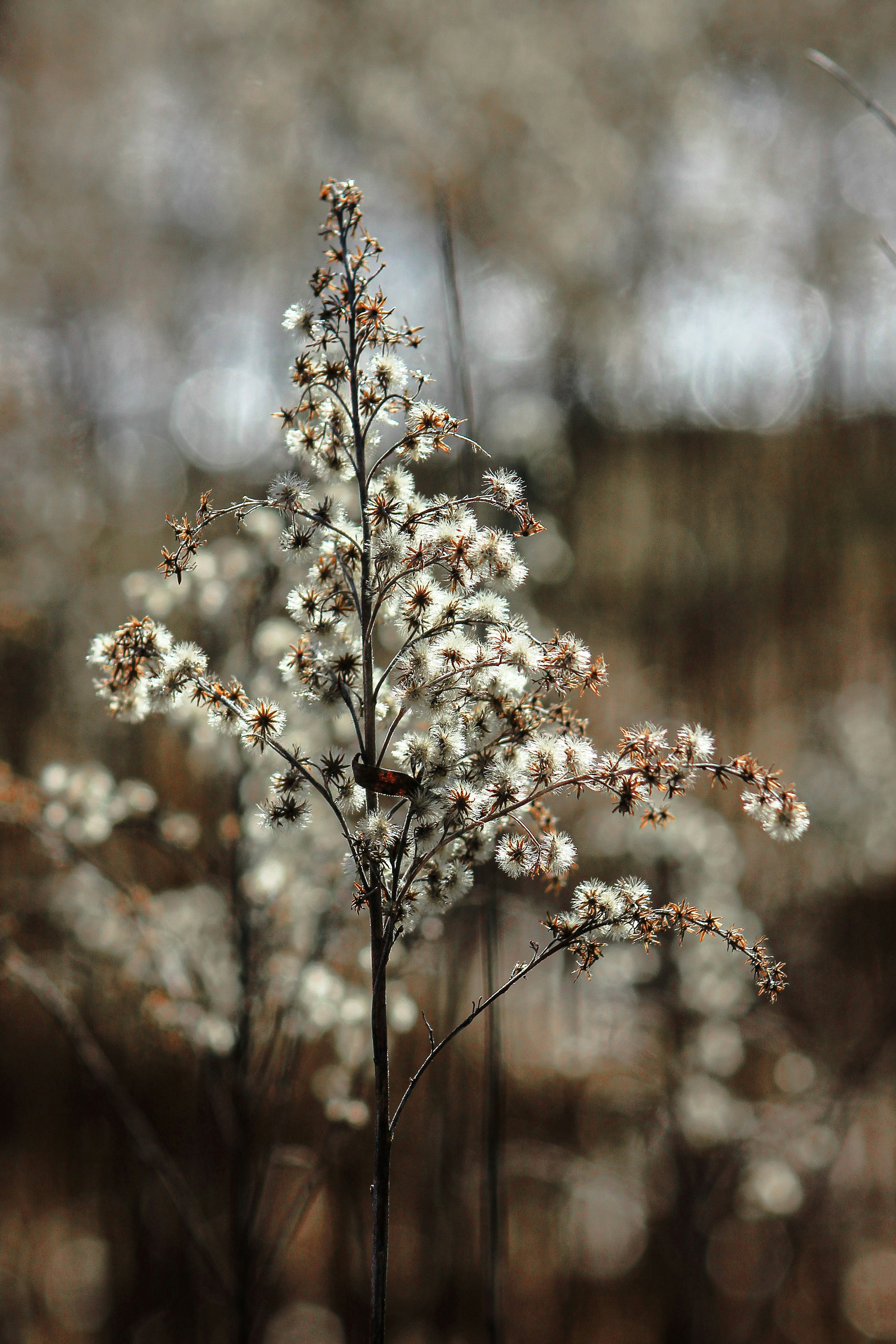 Photo by squirrelinside