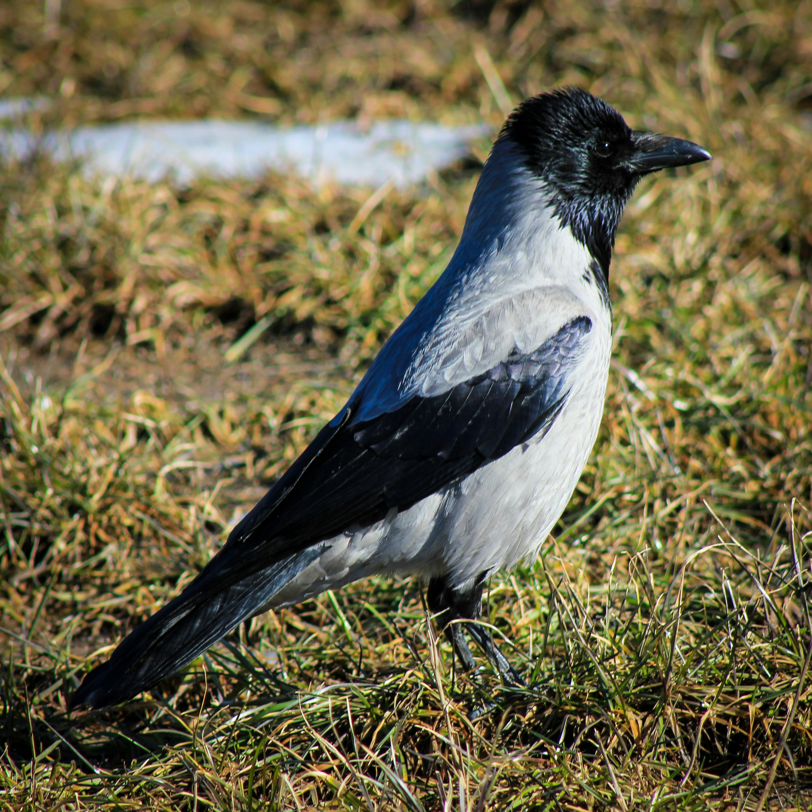Photo by squirrelinside