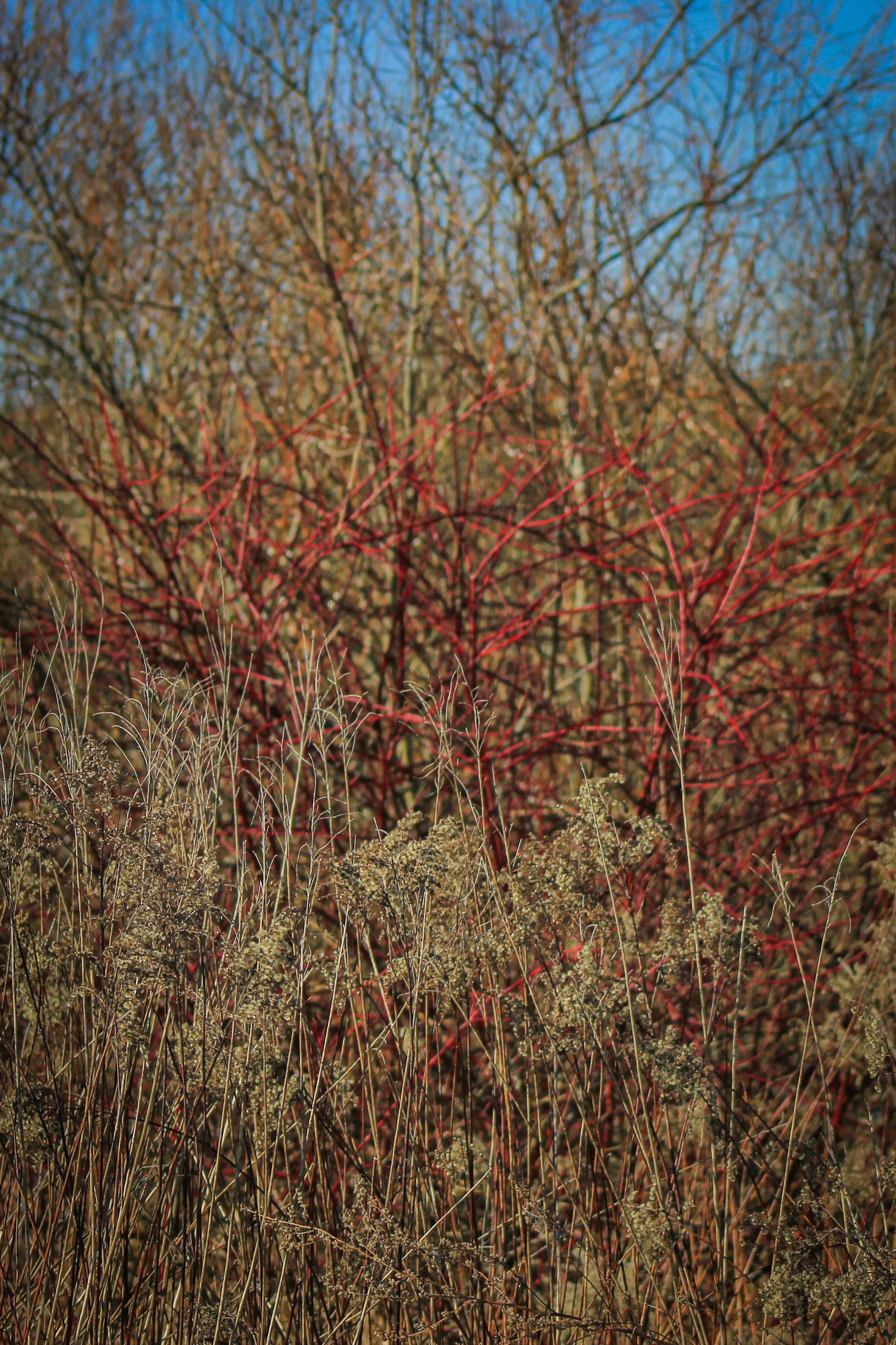 Photo by squirrelinside