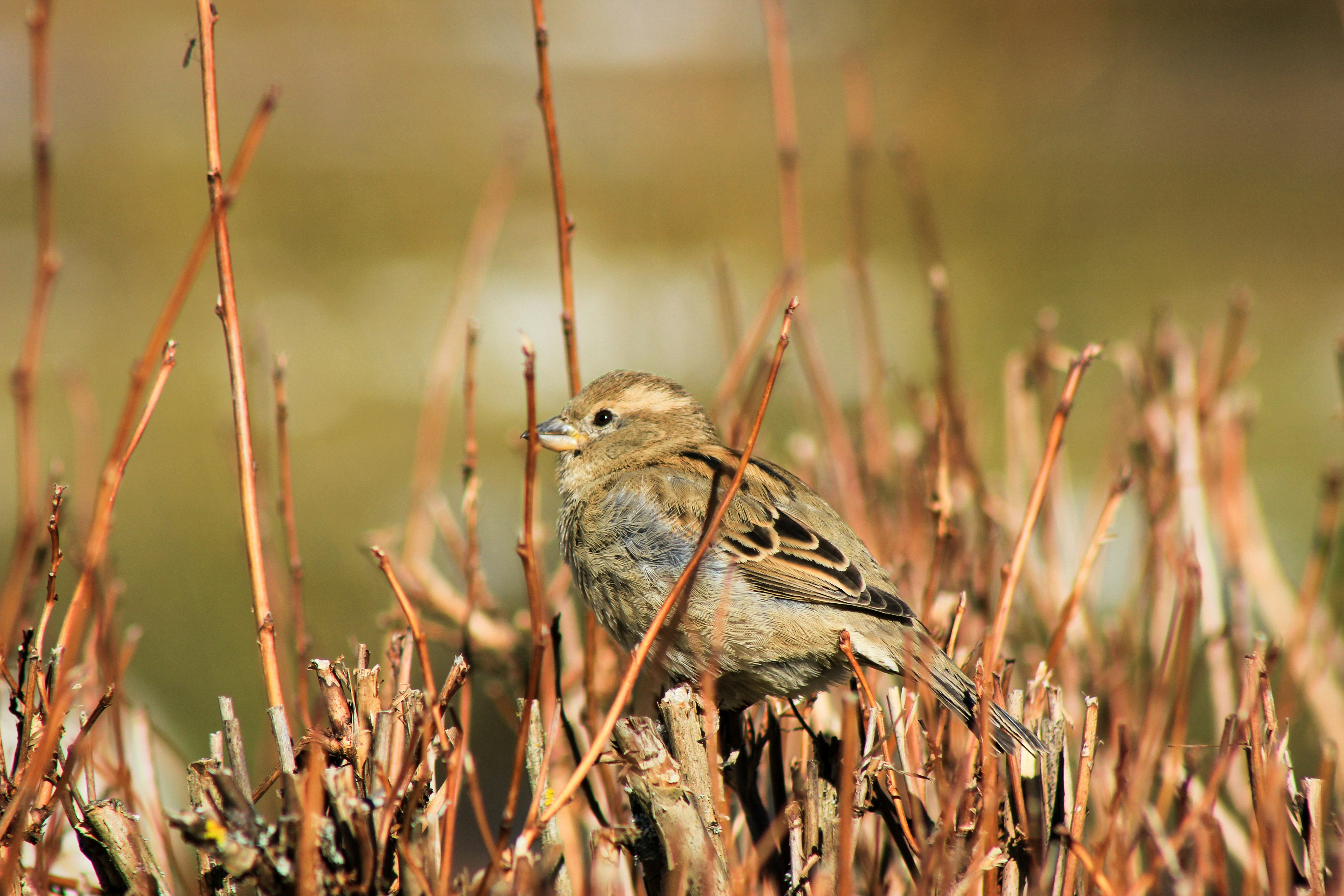 Photo by squirrelinside