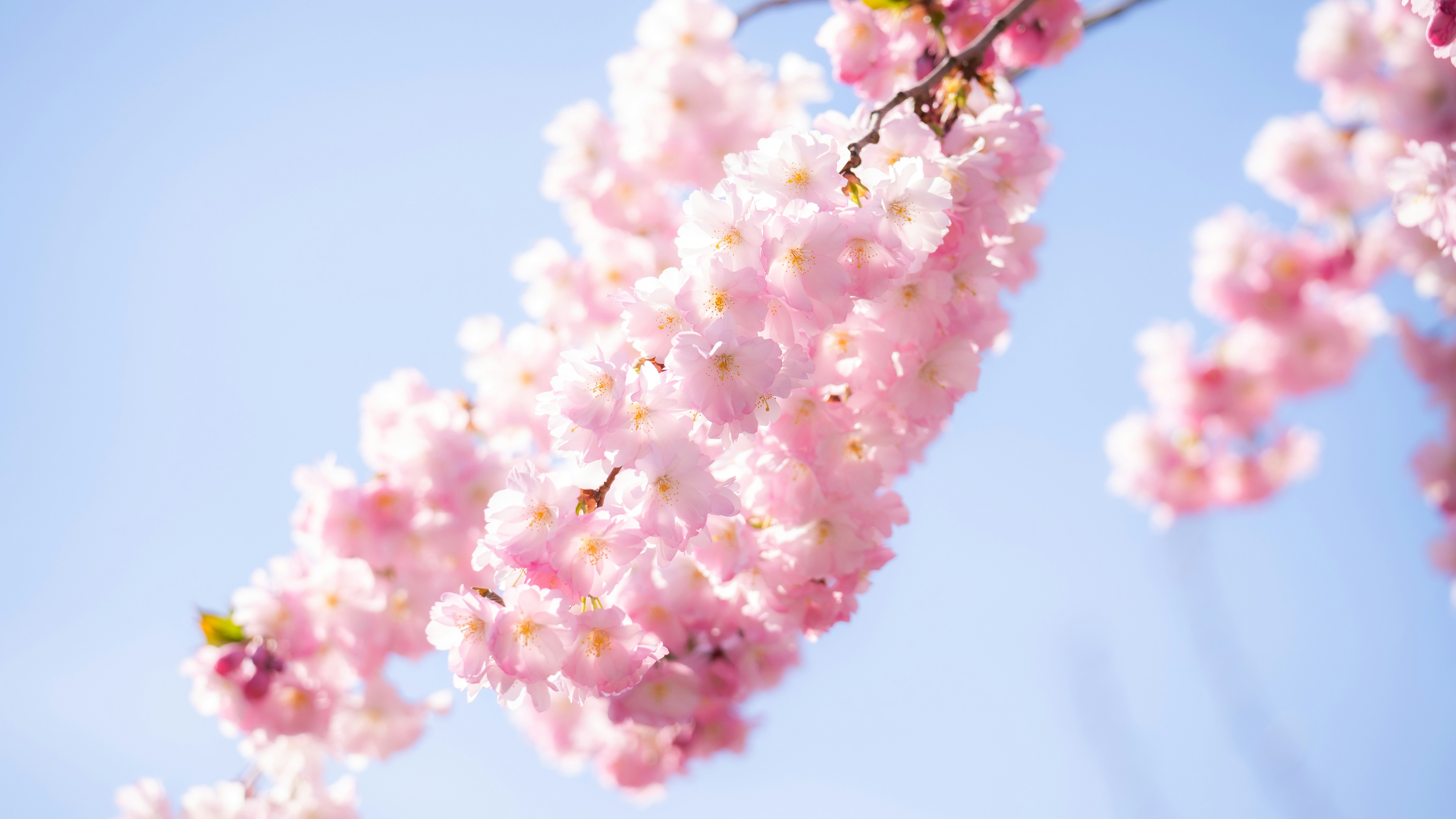 Pink cherry blossoms bloom against a blue sky.